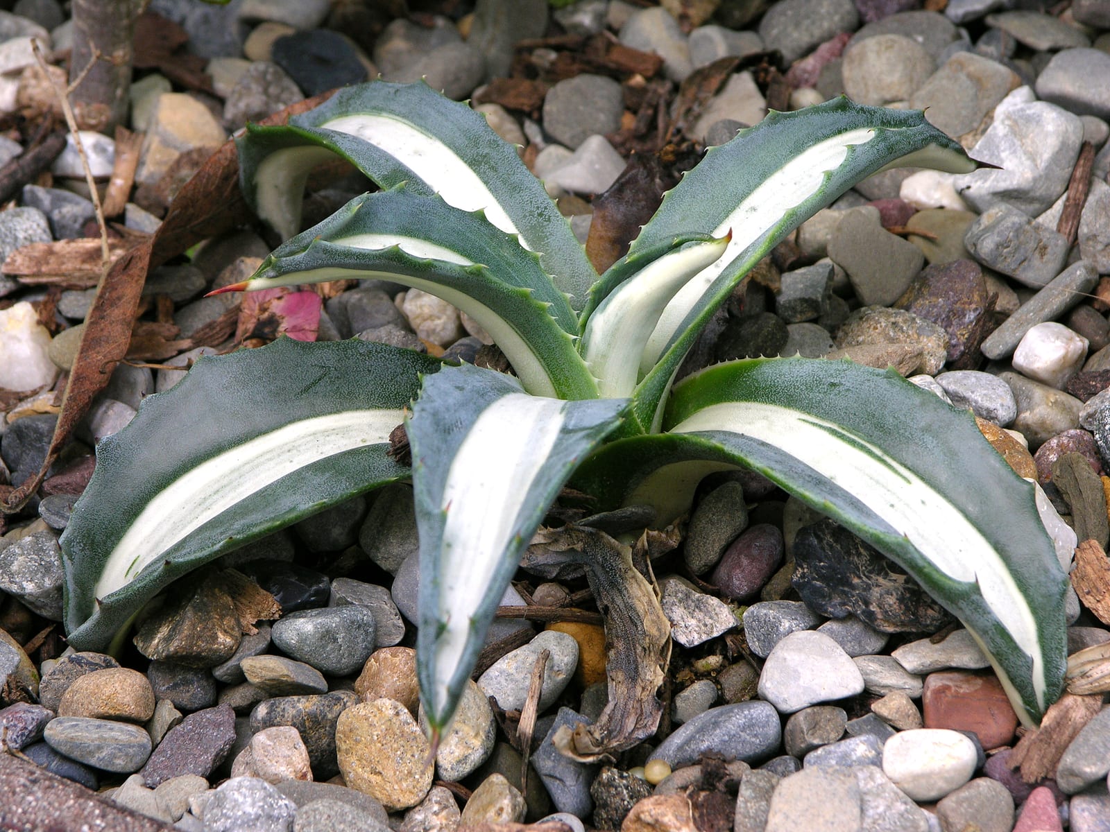 Agave