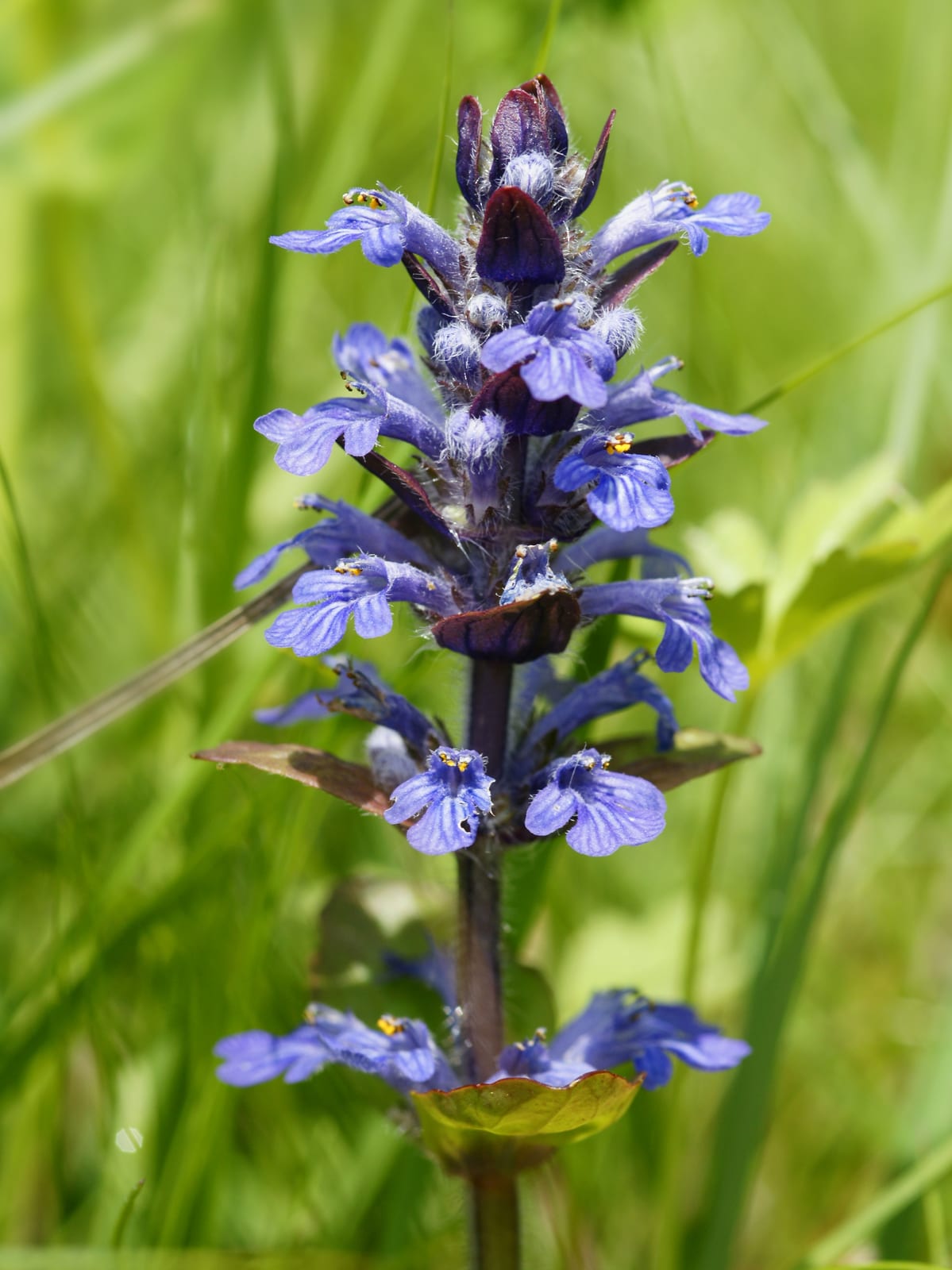 Ajuga (Bugleweed)