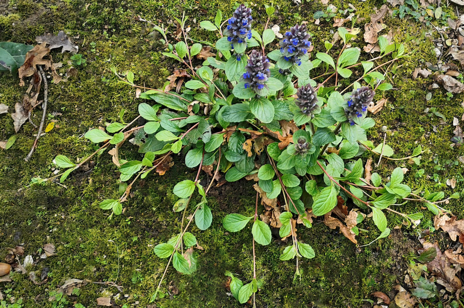 Ajuga (Bugleweed) thumbnail 2