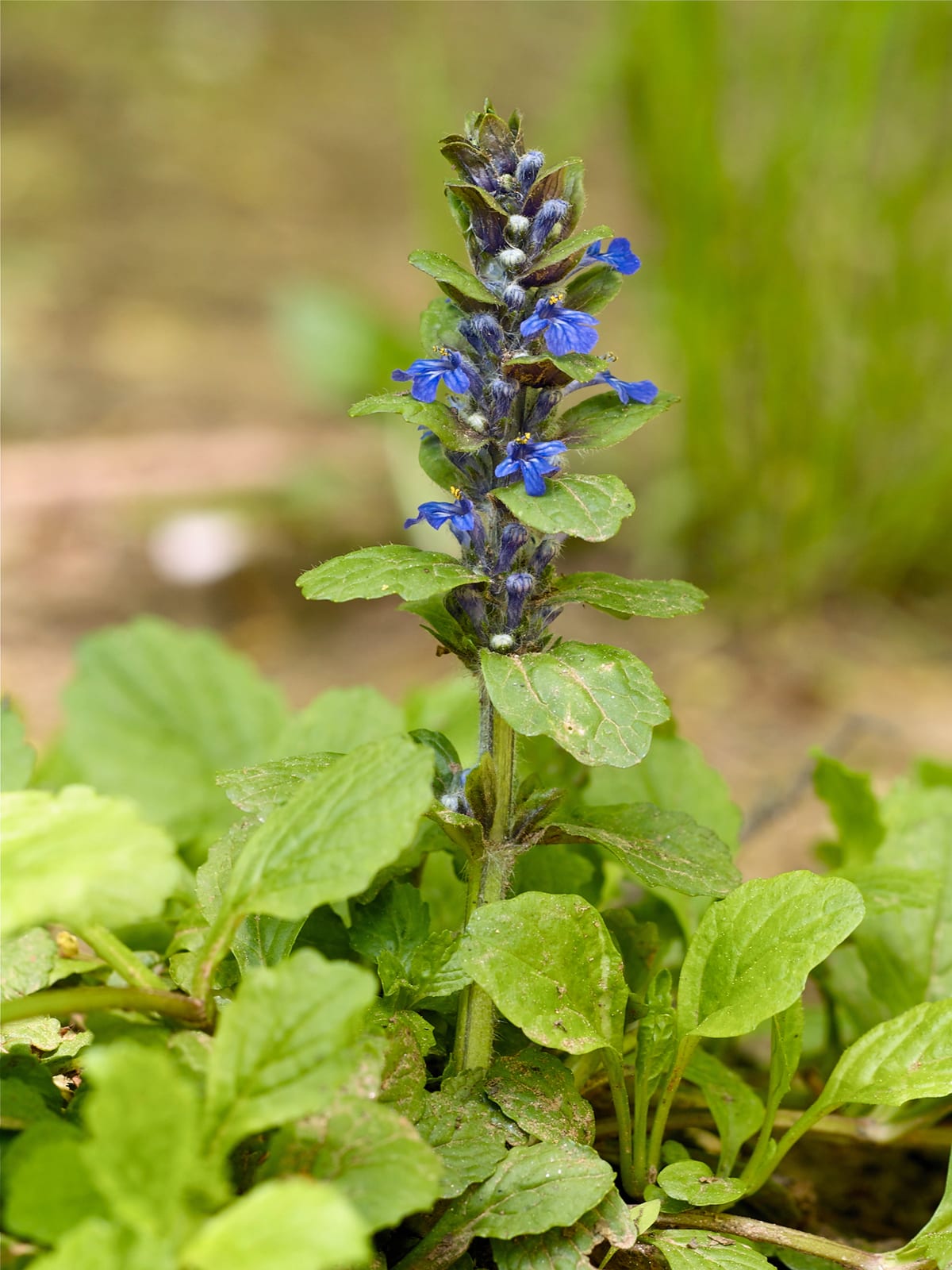 Ajuga (Bugleweed) thumbnail 3