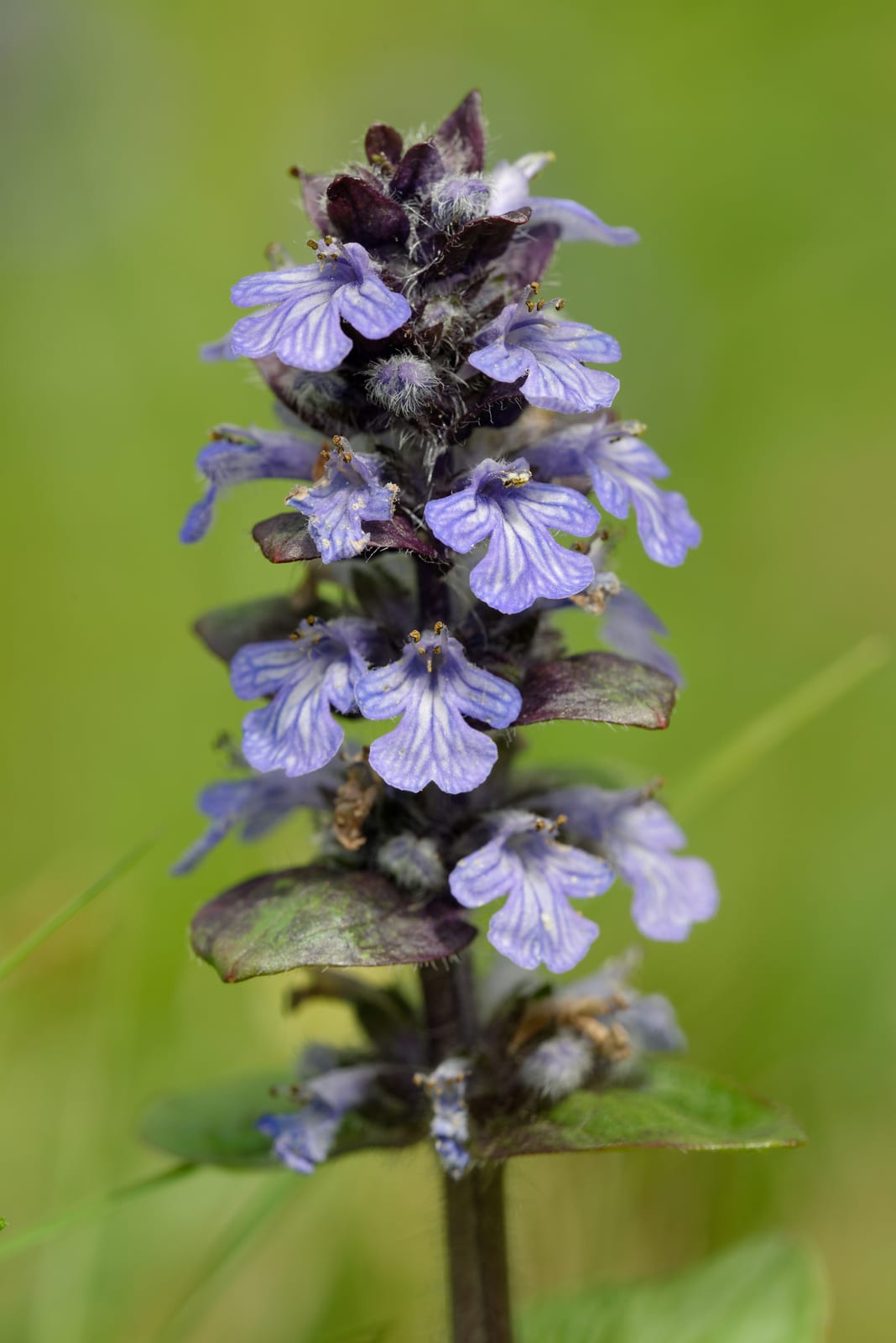Ajuga (Bugleweed) thumbnail 4