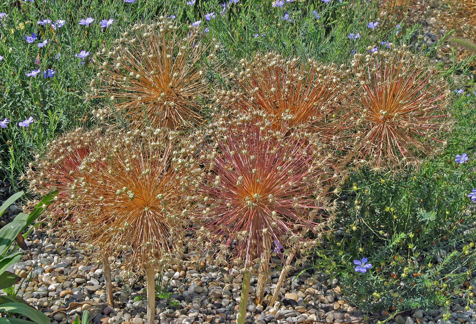 Allium (Ornamental Onion) thumbnail 2