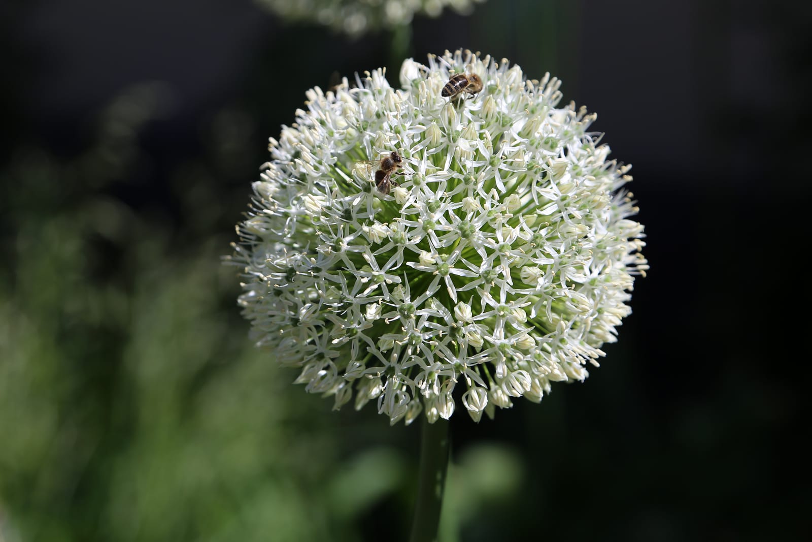 Allium (Ornamental Onion) thumbnail 3