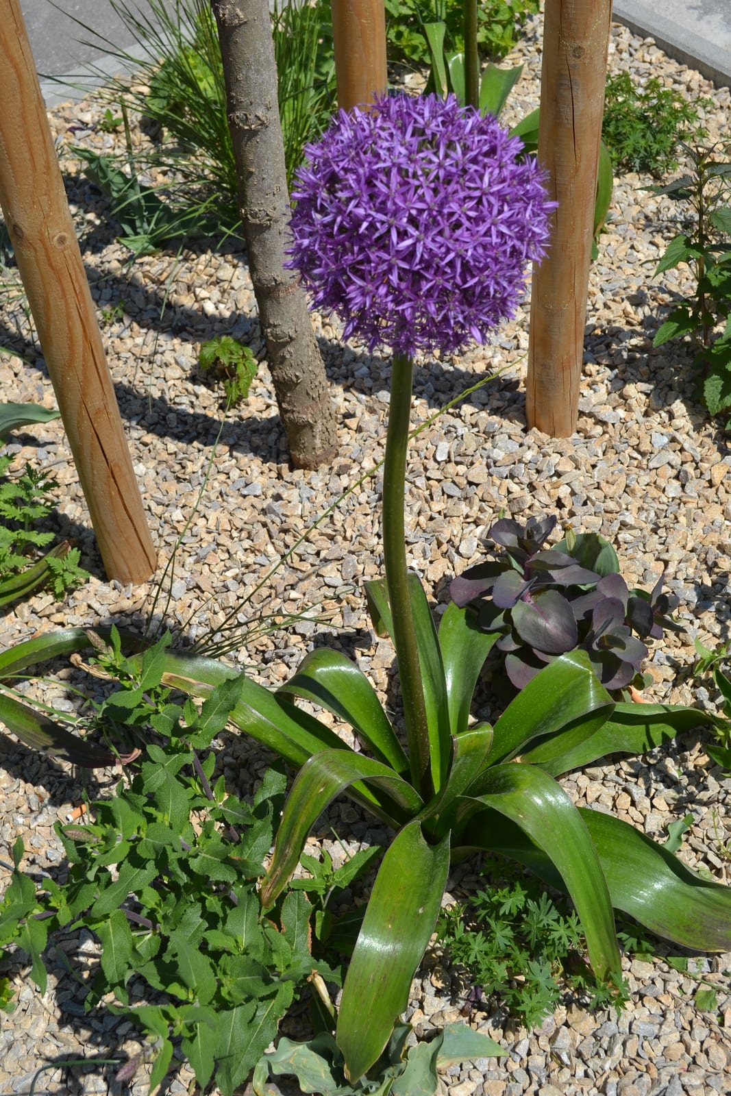 Allium (Ornamental Onion) thumbnail 4