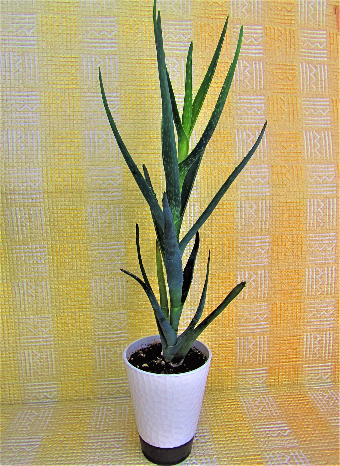 Aloe Vera thumbnail 3