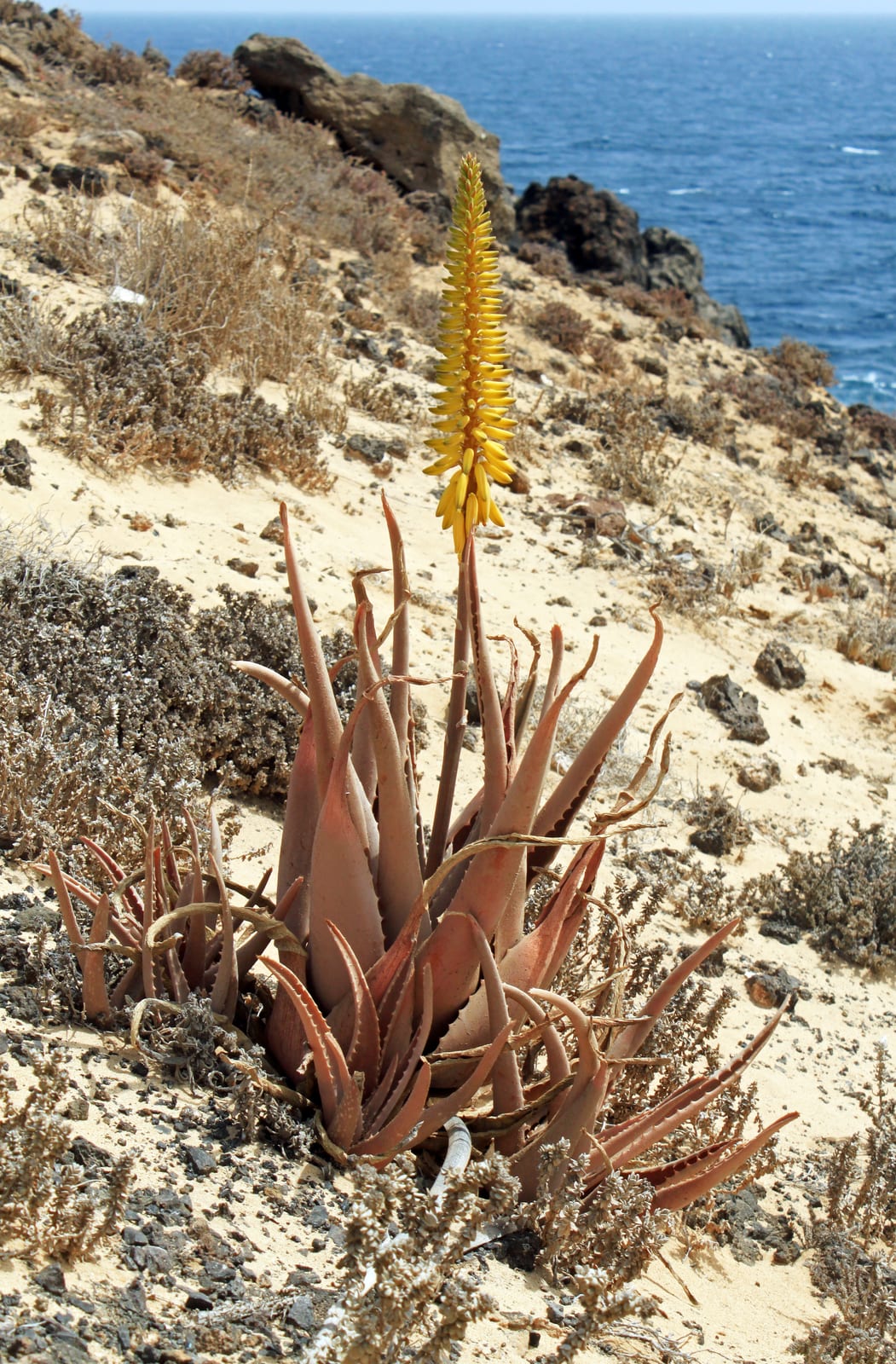 Aloe Vera thumbnail 4