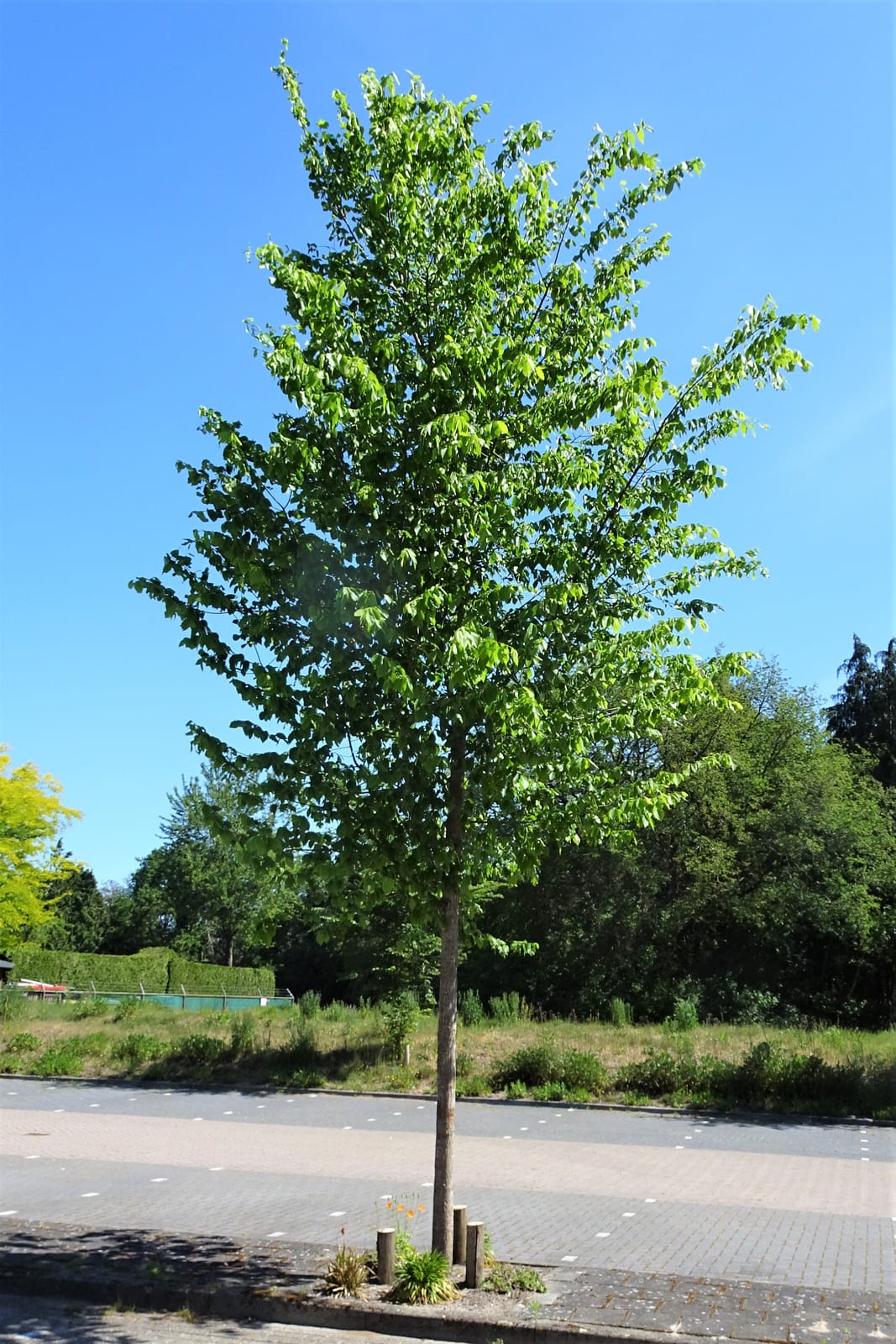 American Elm thumbnail 4