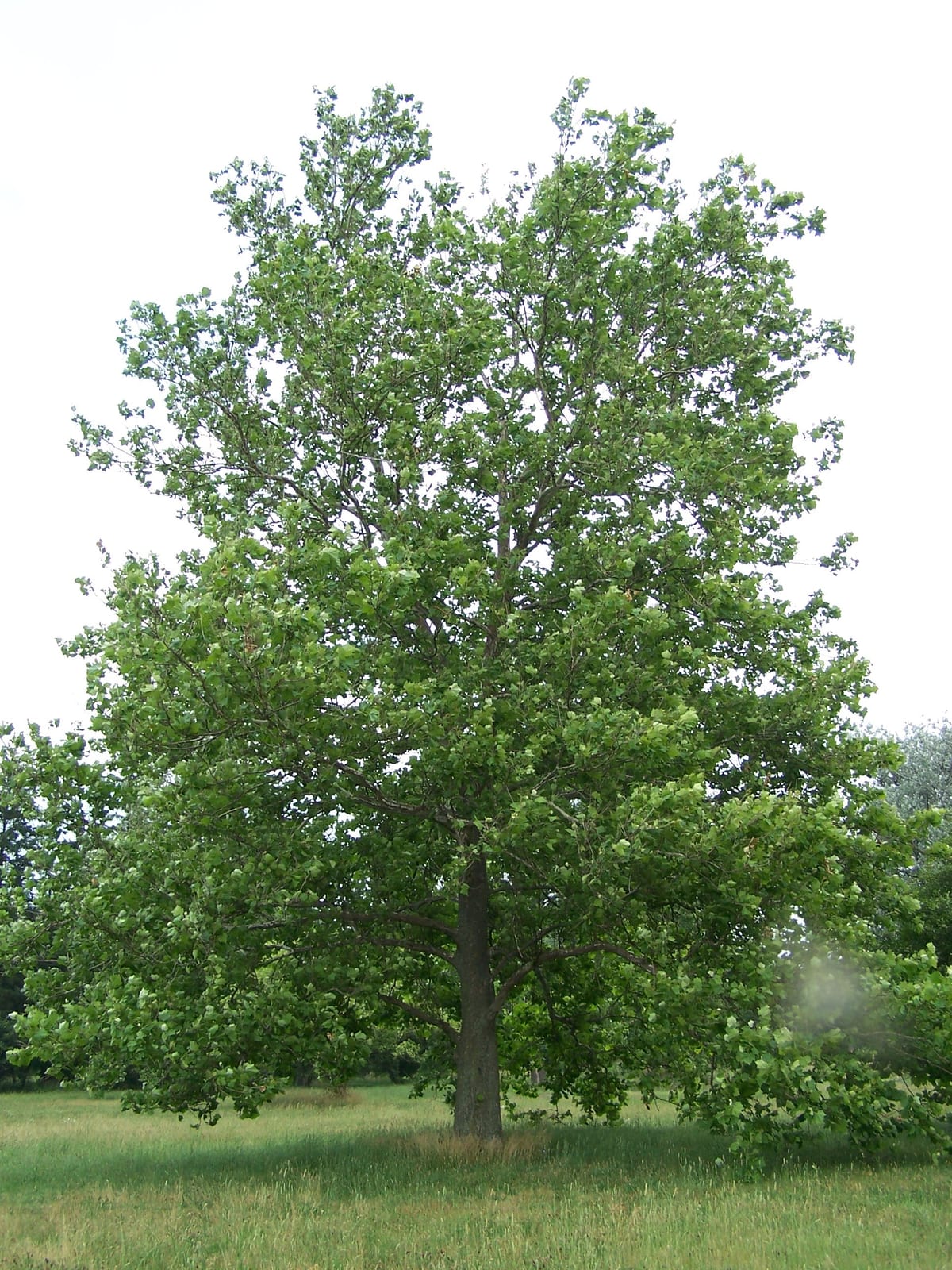 American Sycamore