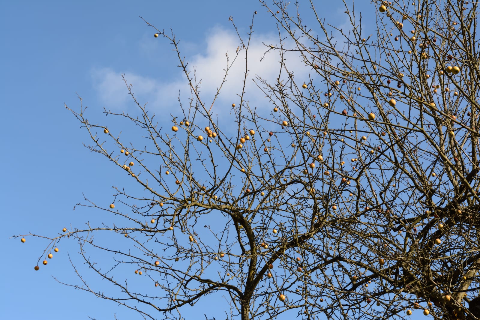 Apple Tree