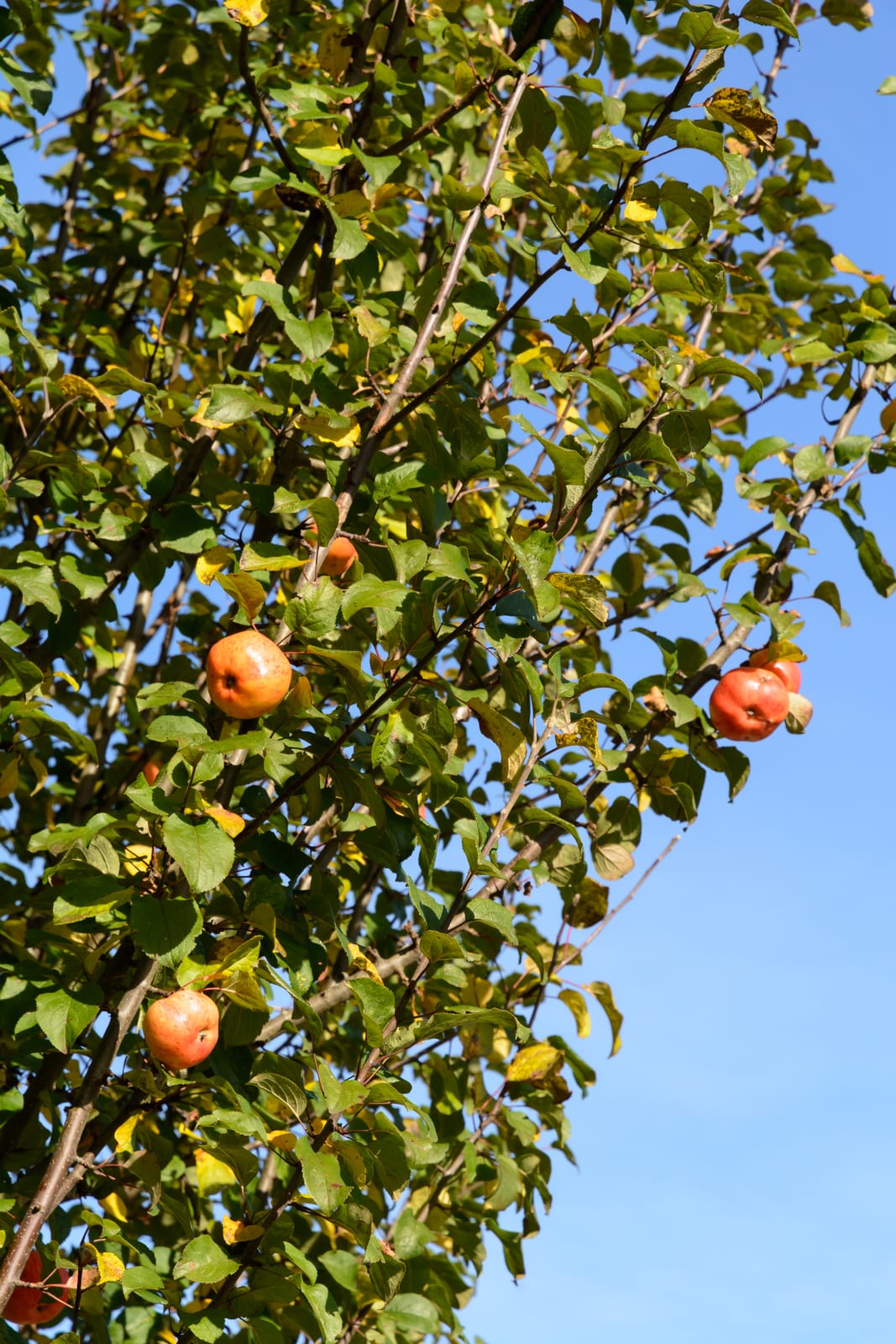 Apple Tree thumbnail 3