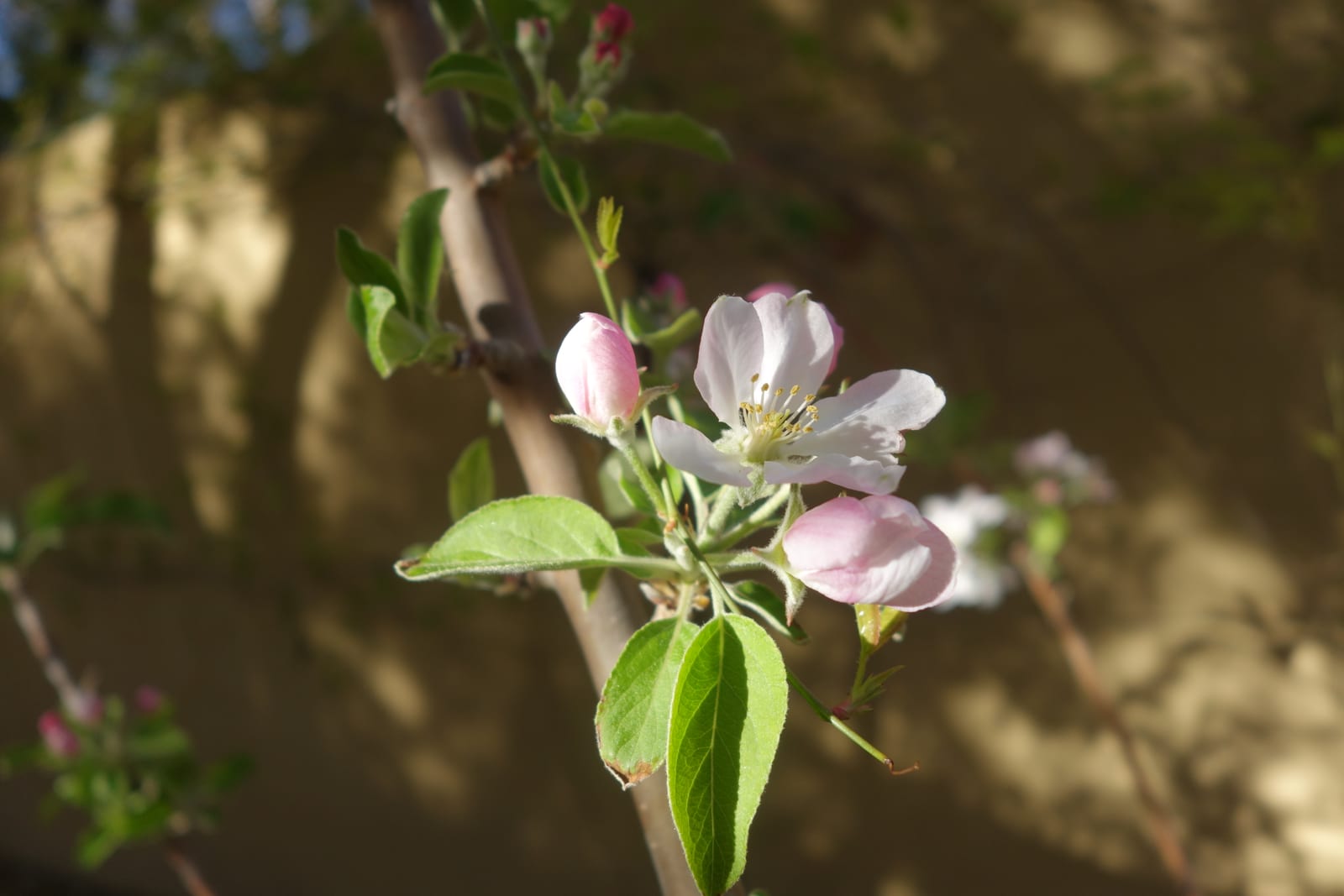 Apple Tree thumbnail 4