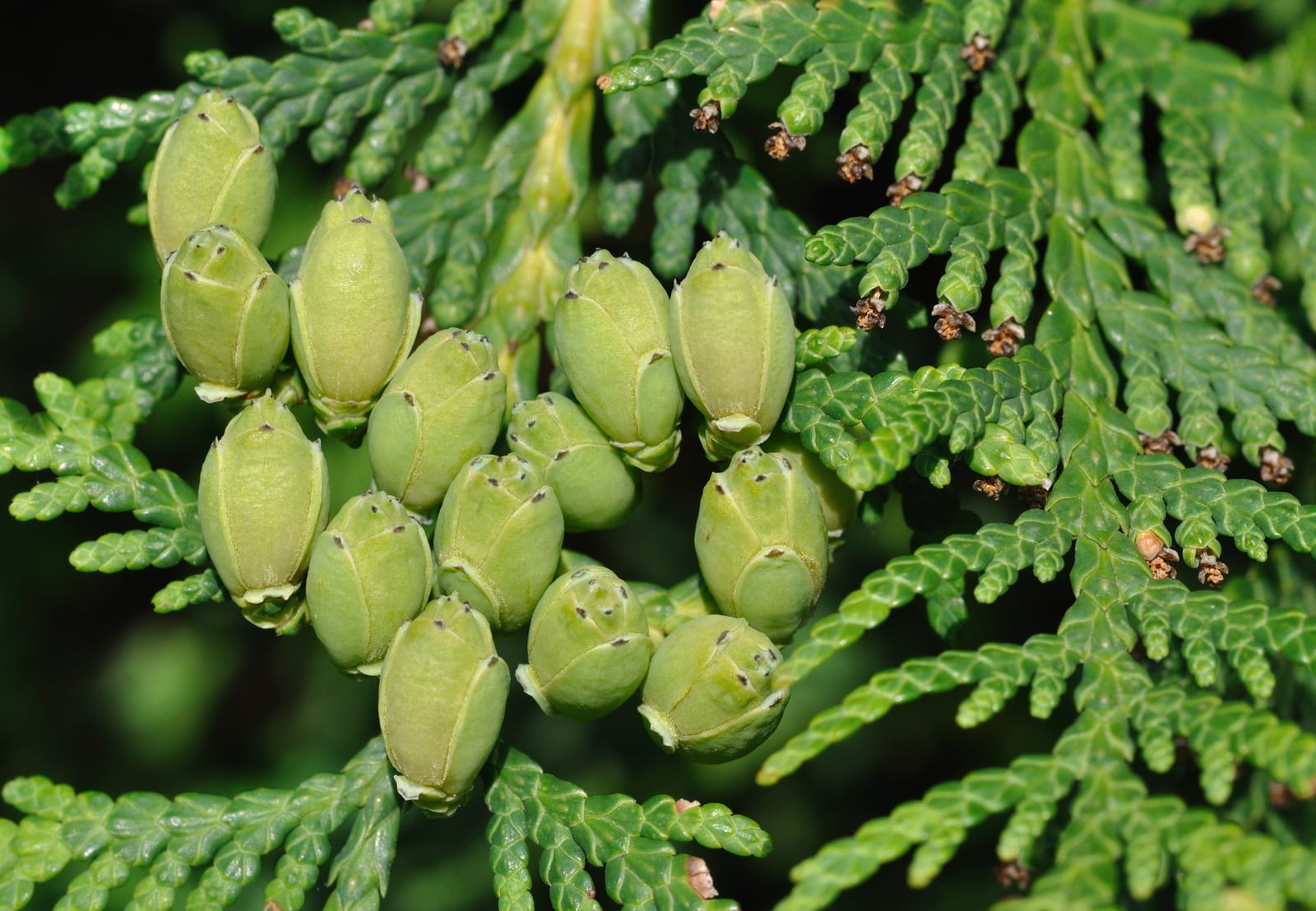 Arborvitae