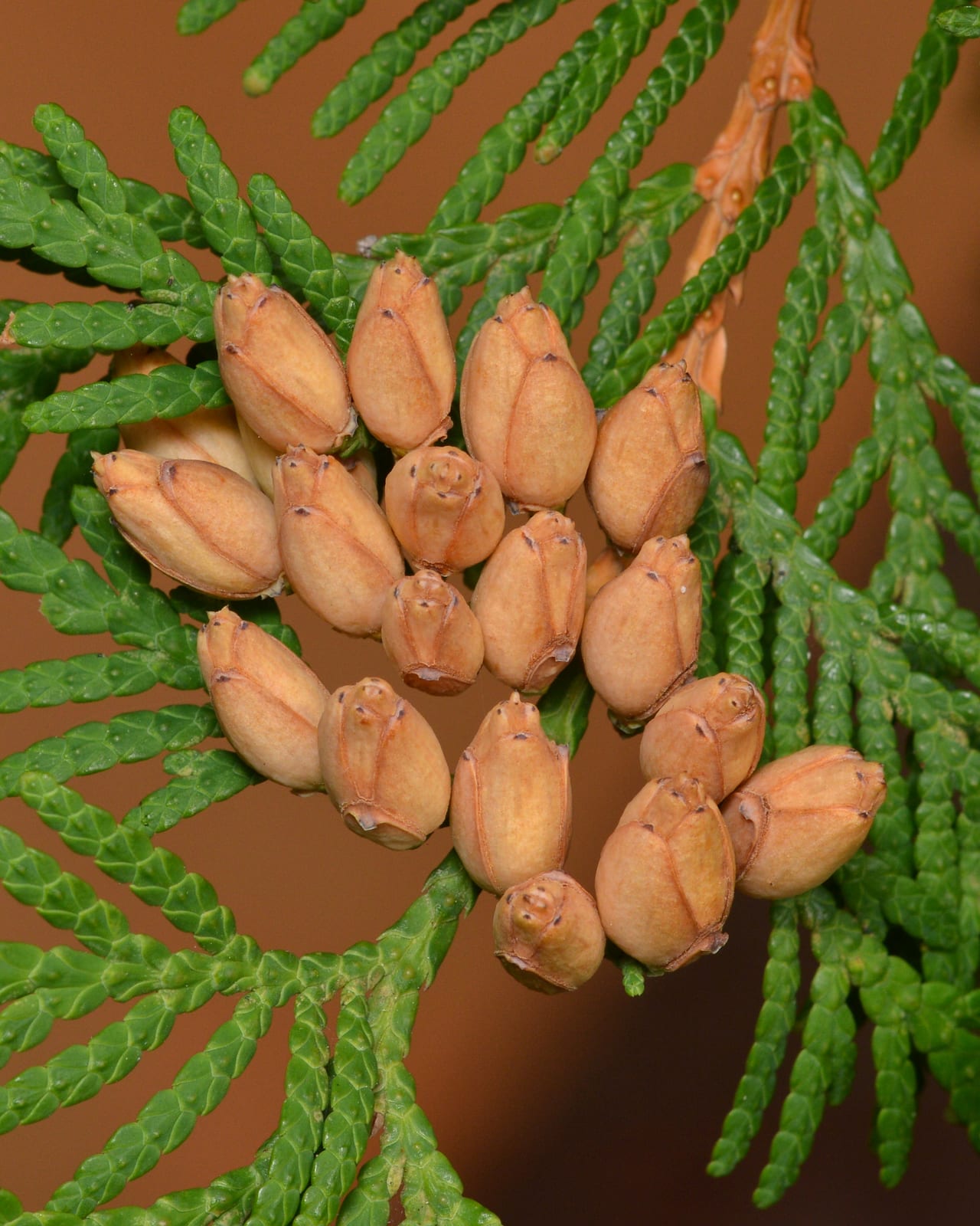 Arborvitae thumbnail 2