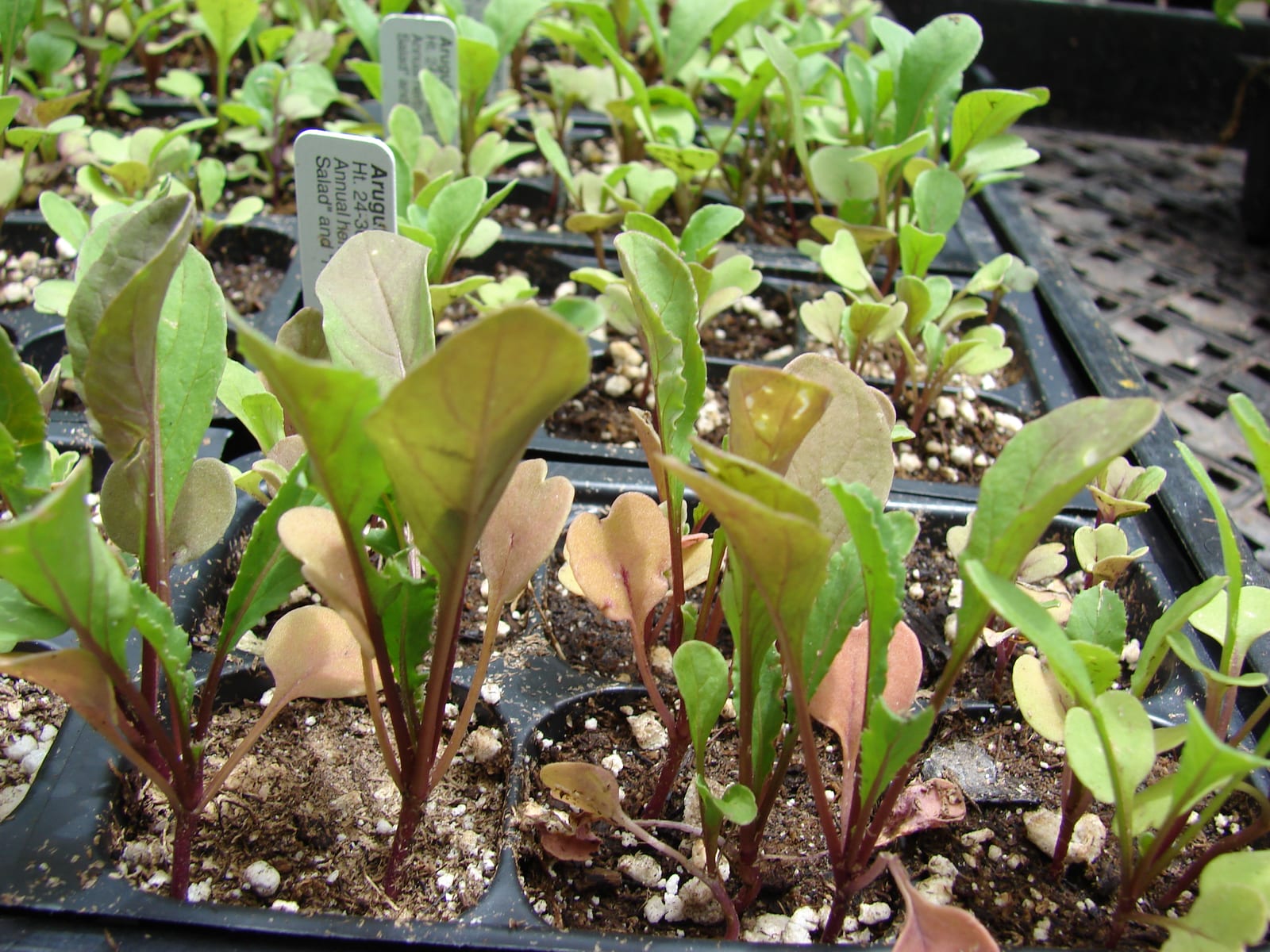 Arugula thumbnail 3