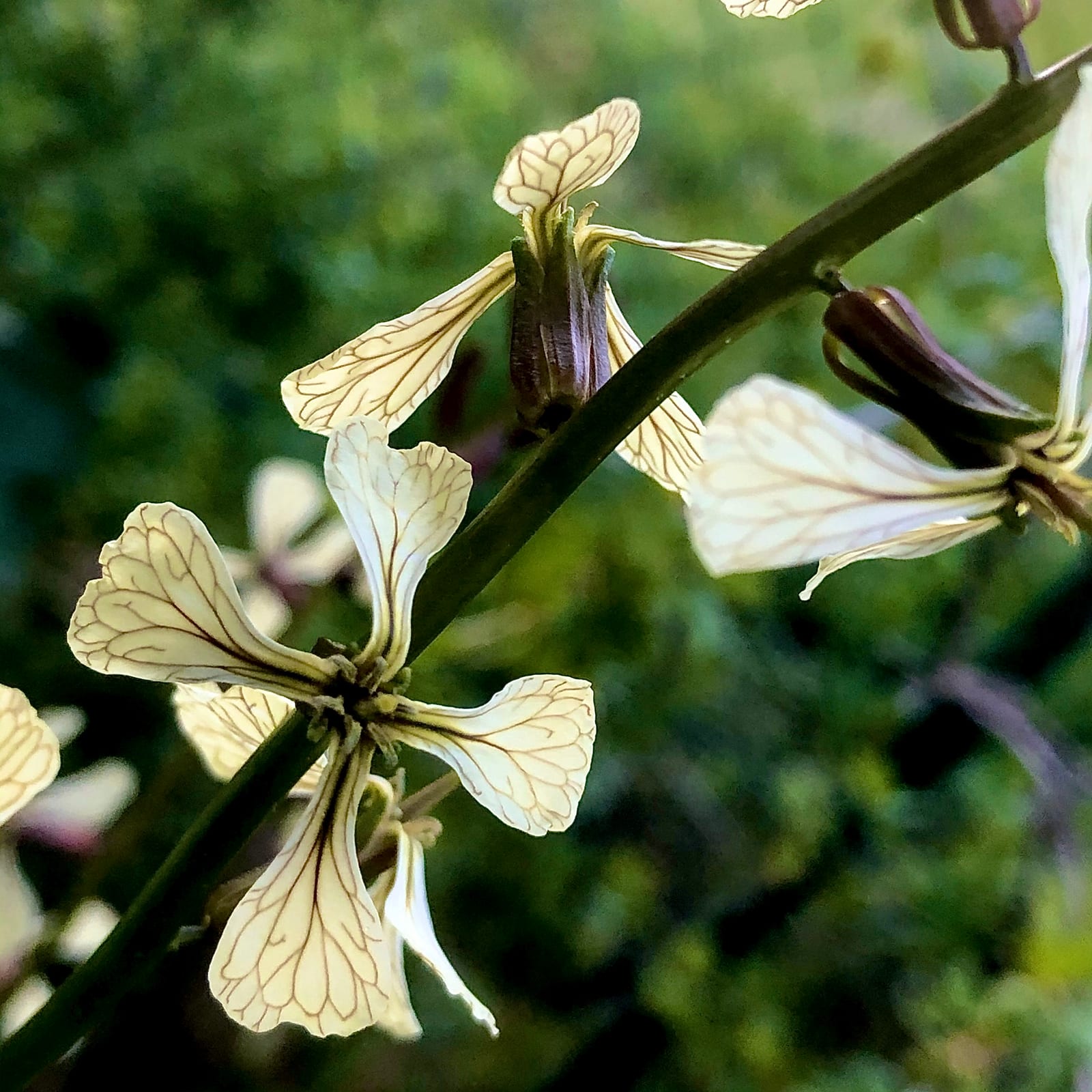 Arugula thumbnail 4