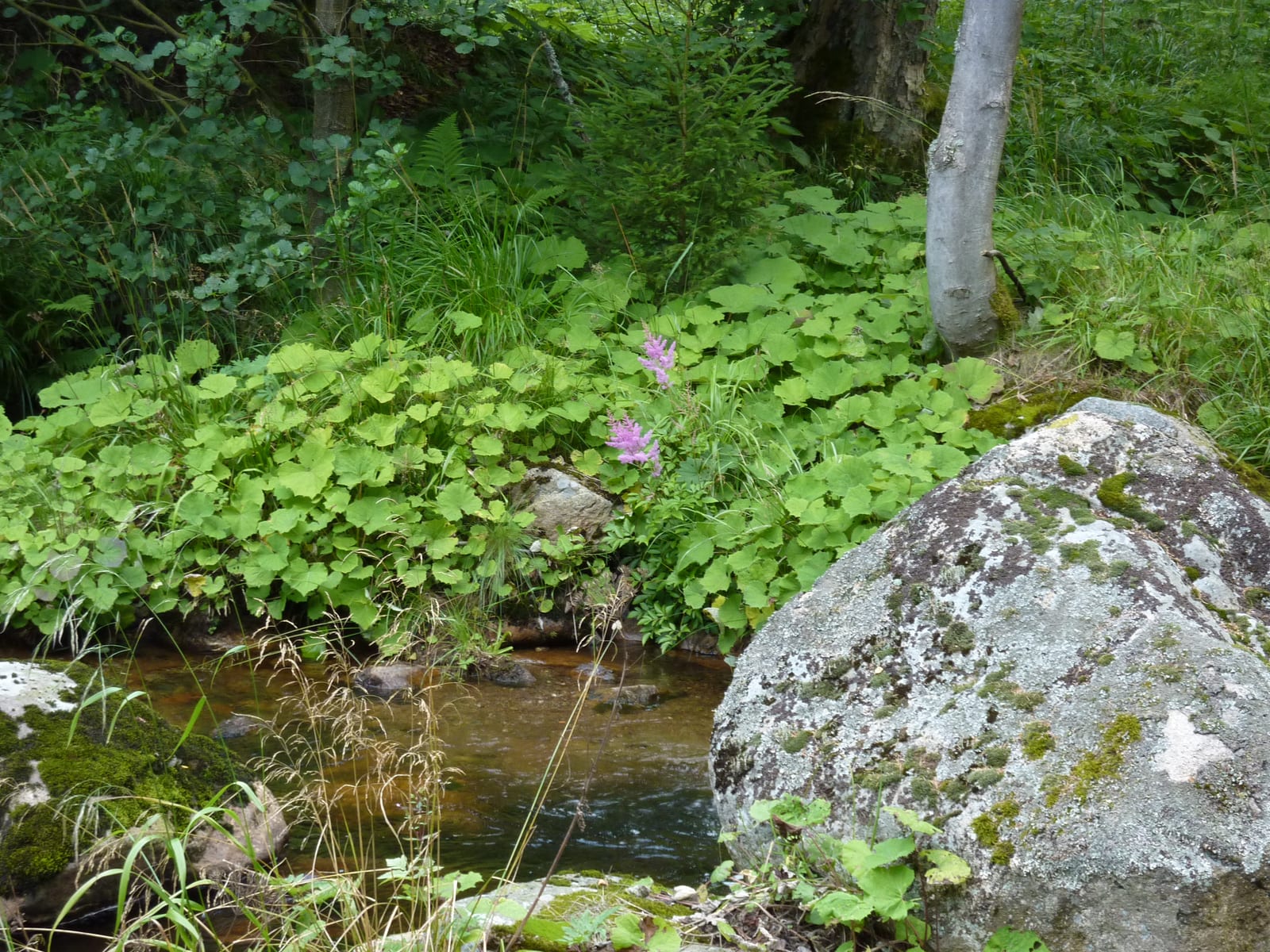 Astilbe