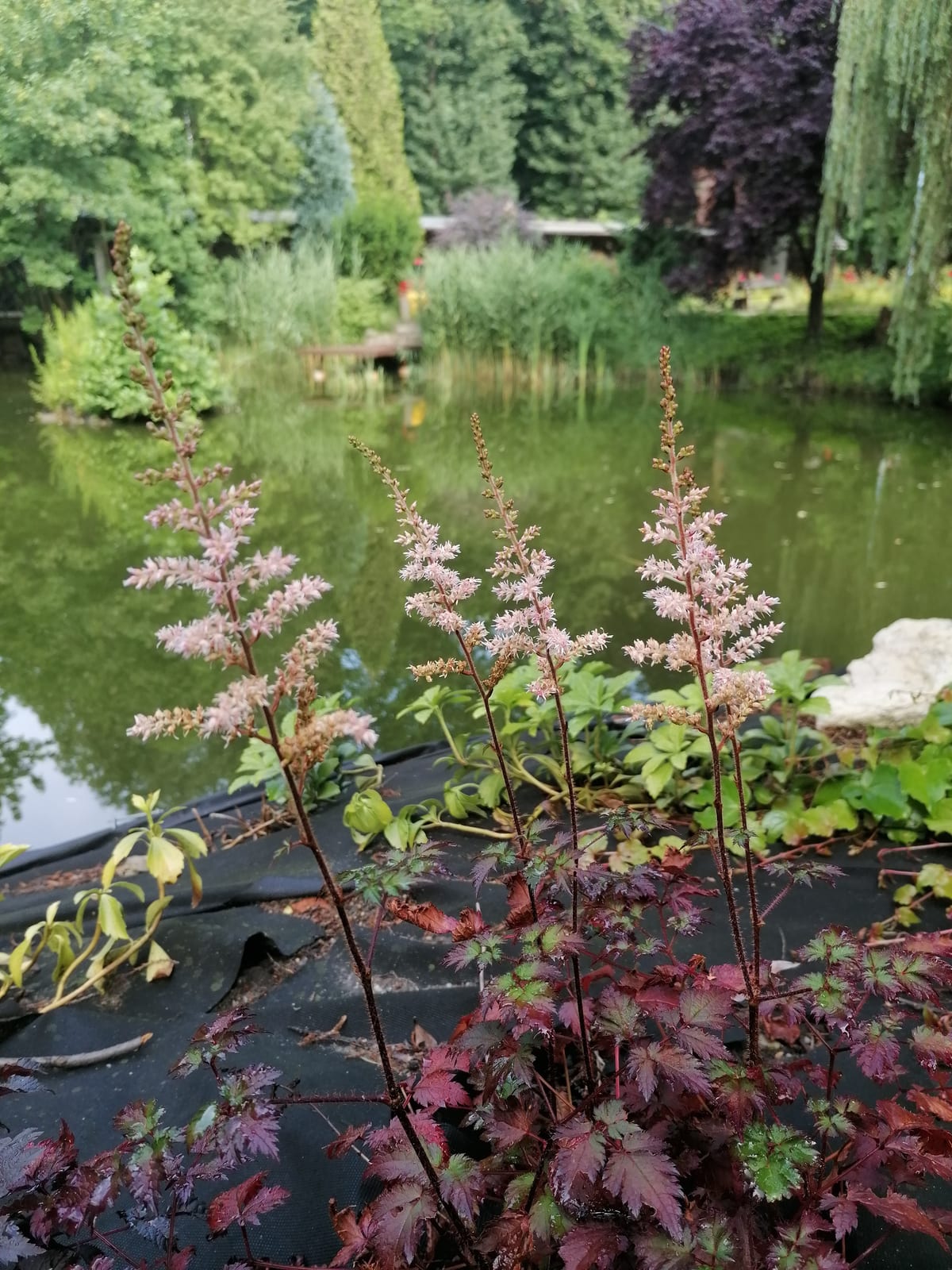 Astilbe thumbnail 2