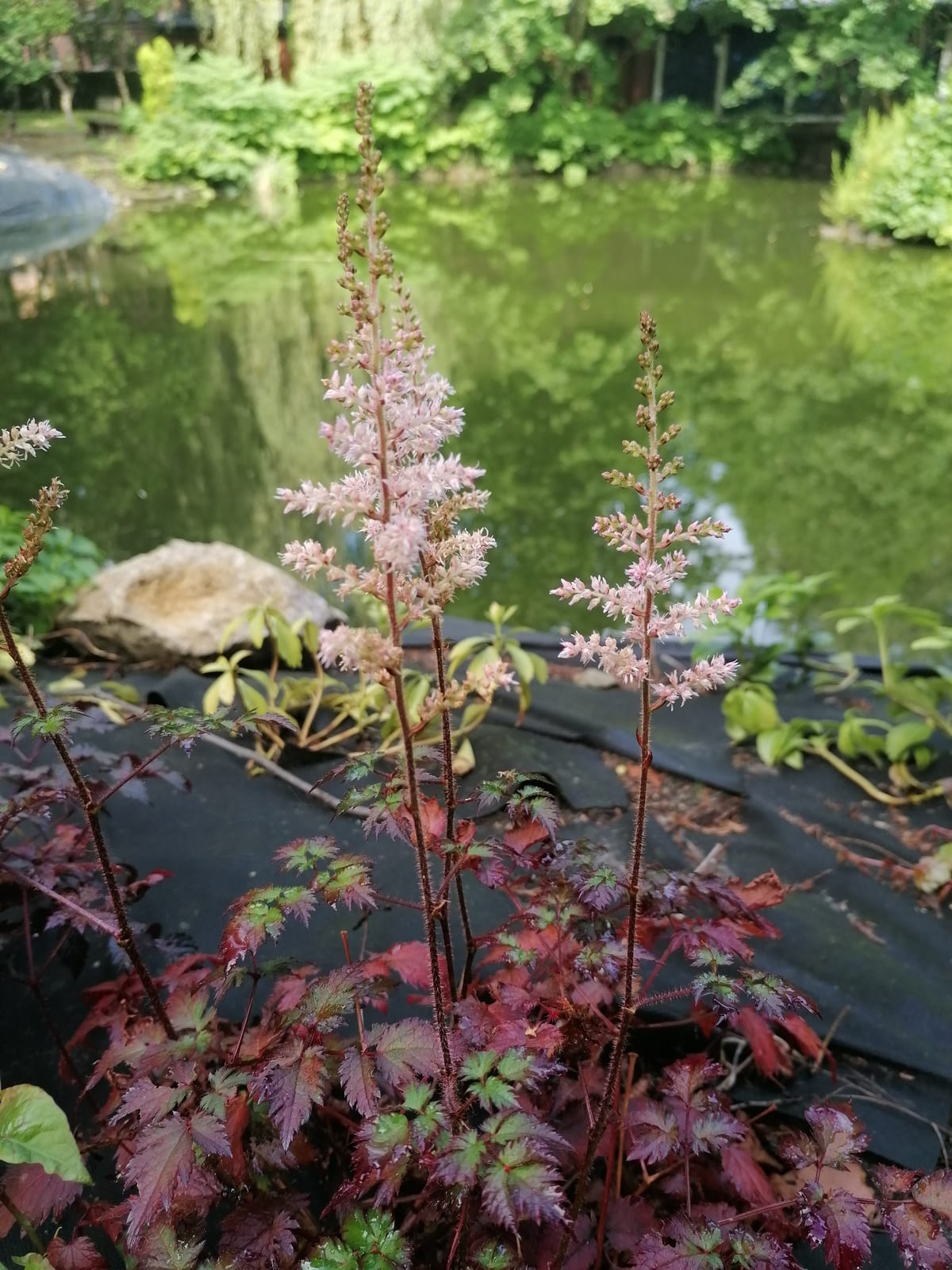 Astilbe thumbnail 3