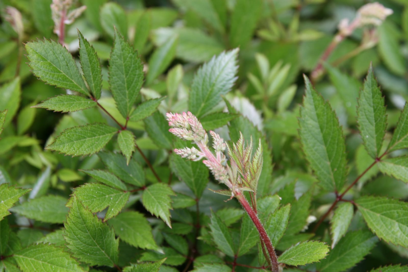 Astilbe thumbnail 4