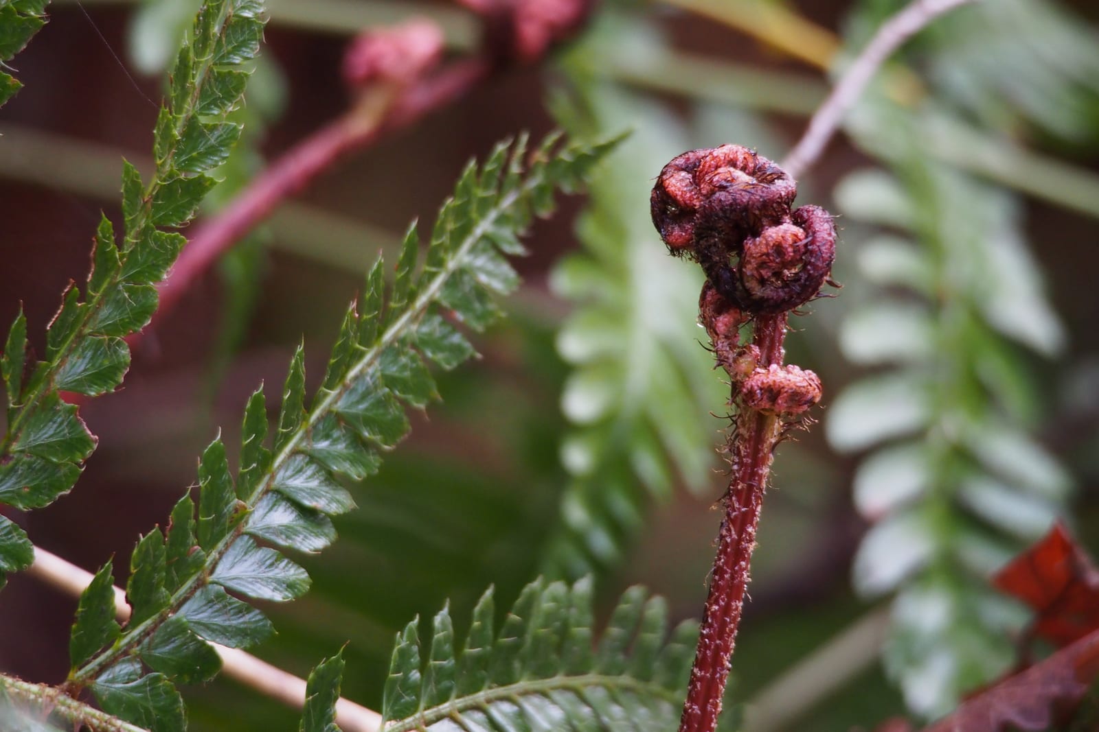 Autumn Fern thumbnail 2