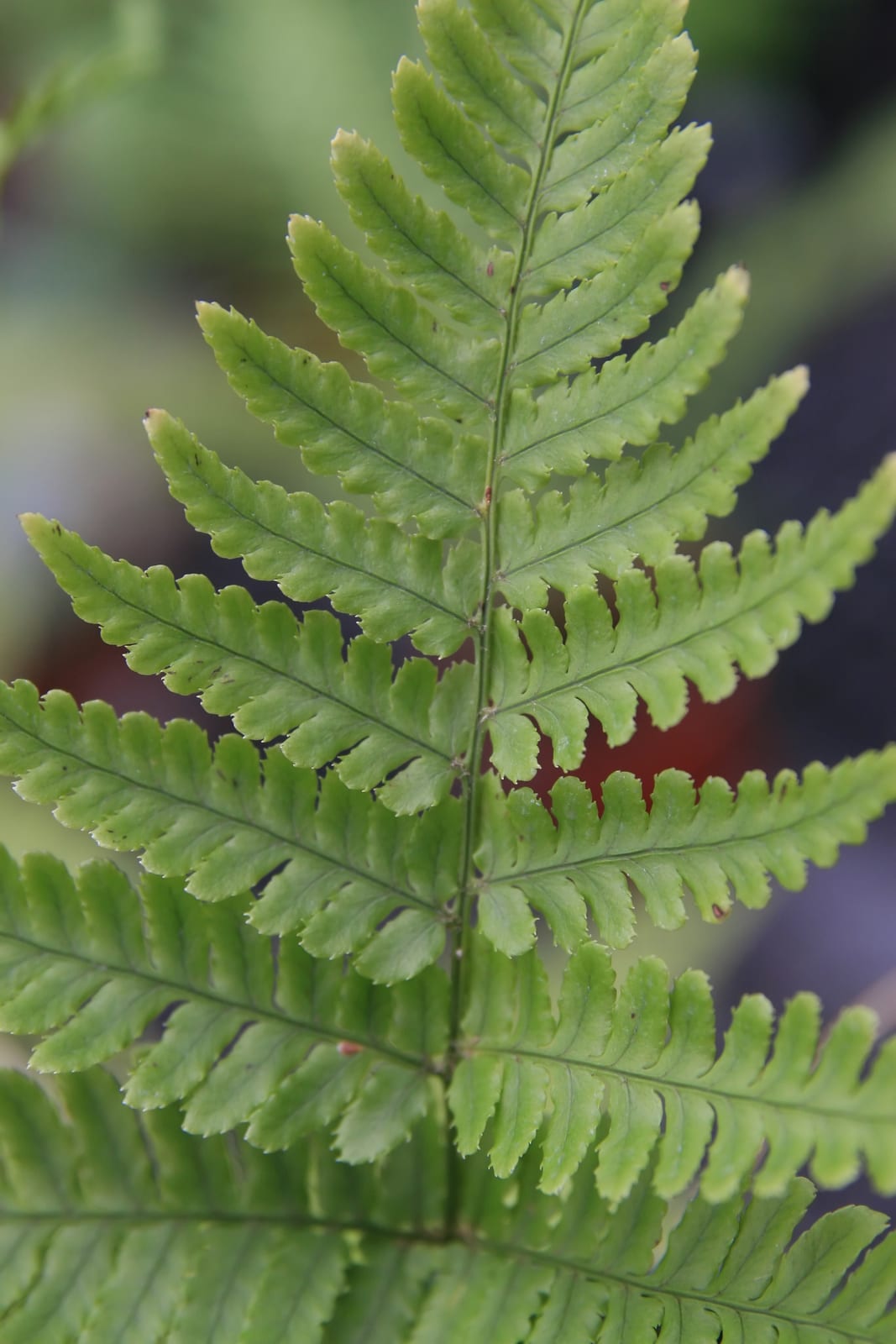 Autumn Fern thumbnail 4