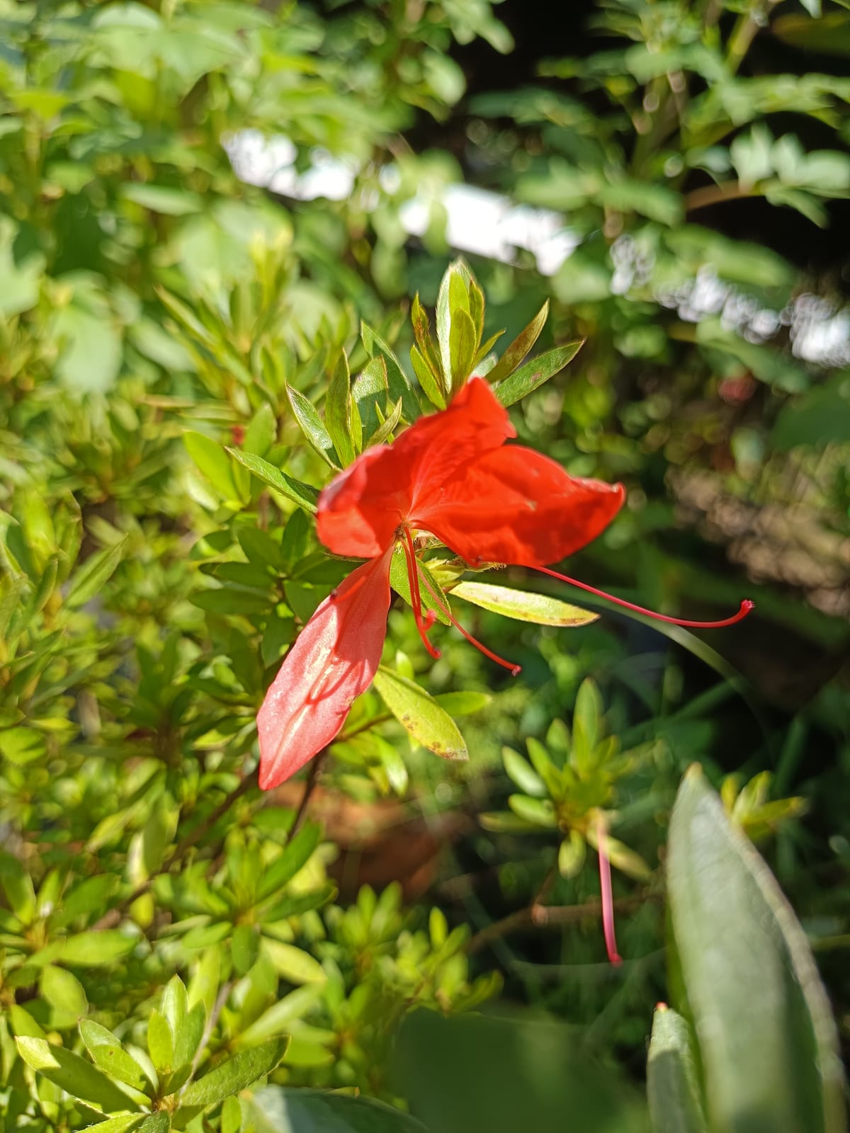 Azalea thumbnail 2