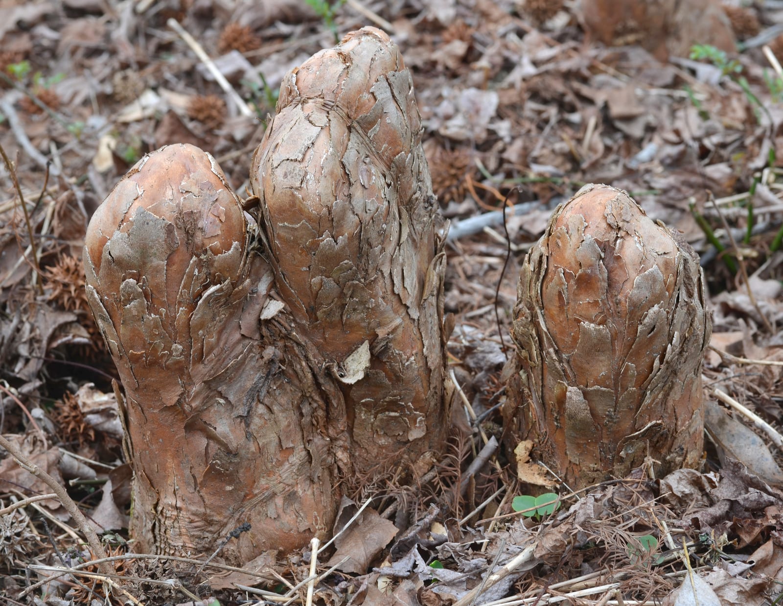 Bald Cypress