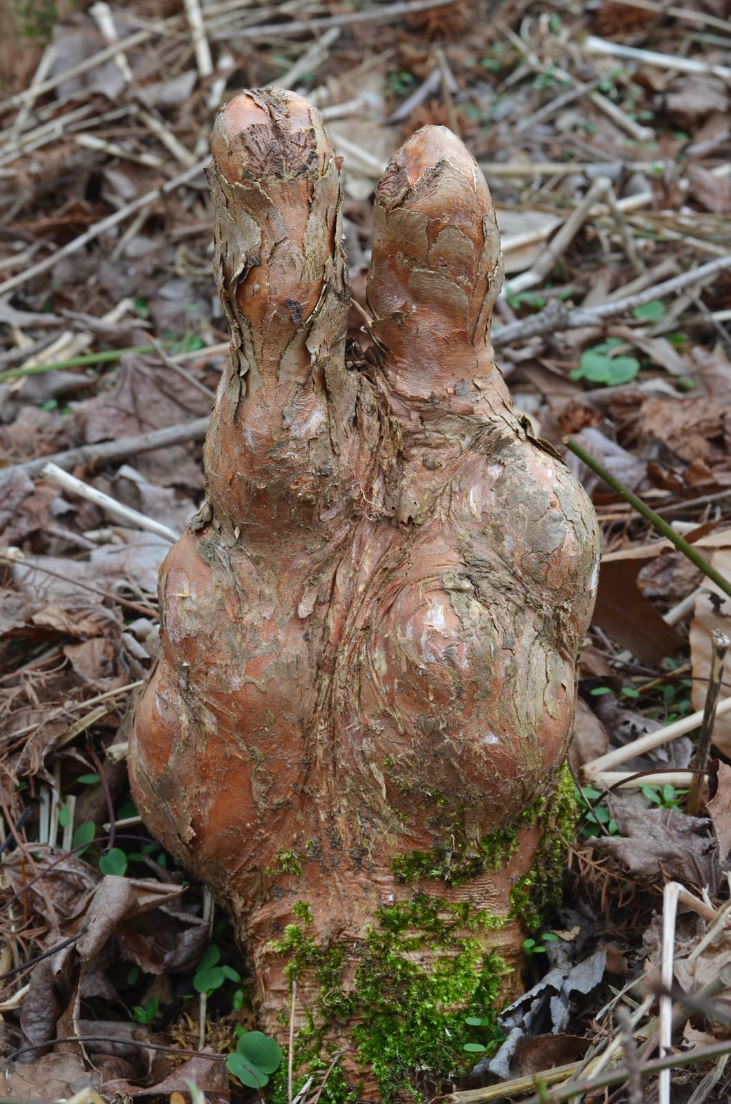 Bald Cypress thumbnail 3