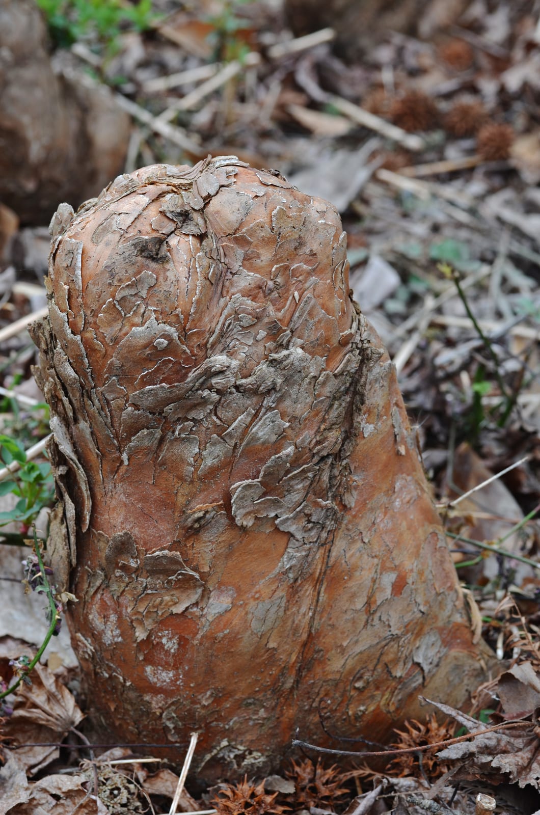 Bald Cypress thumbnail 4