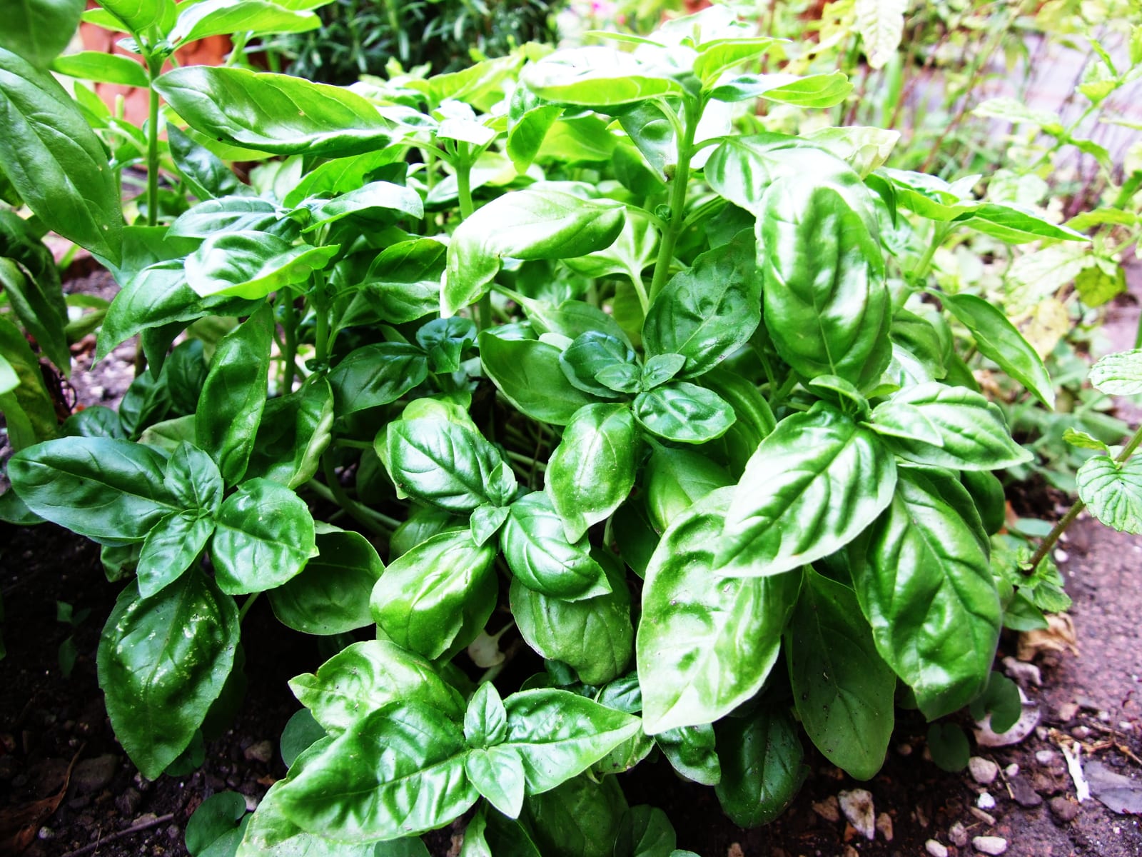 Basil thumbnail 3