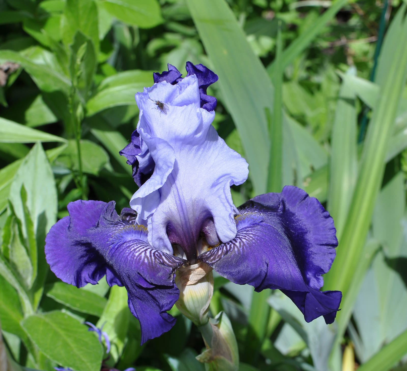 Bearded Iris