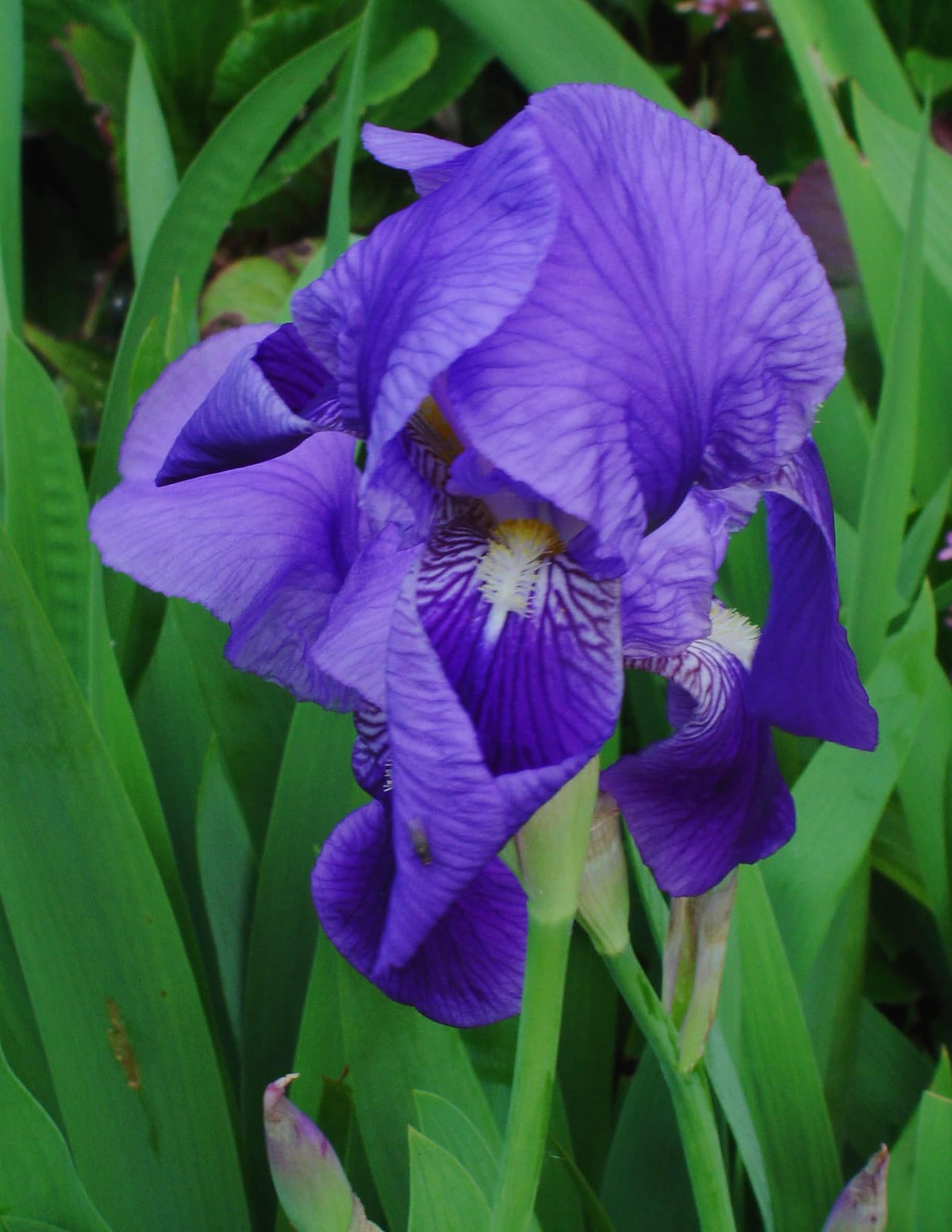 Bearded Iris thumbnail 2
