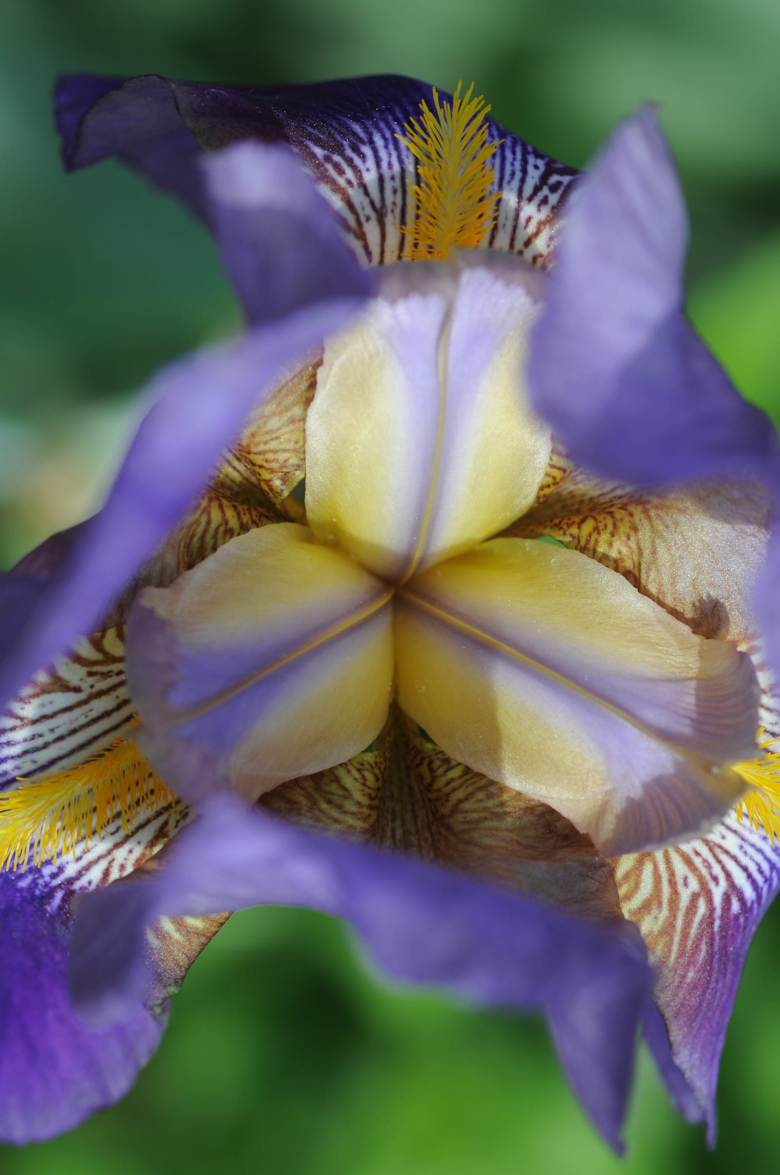 Bearded Iris thumbnail 3