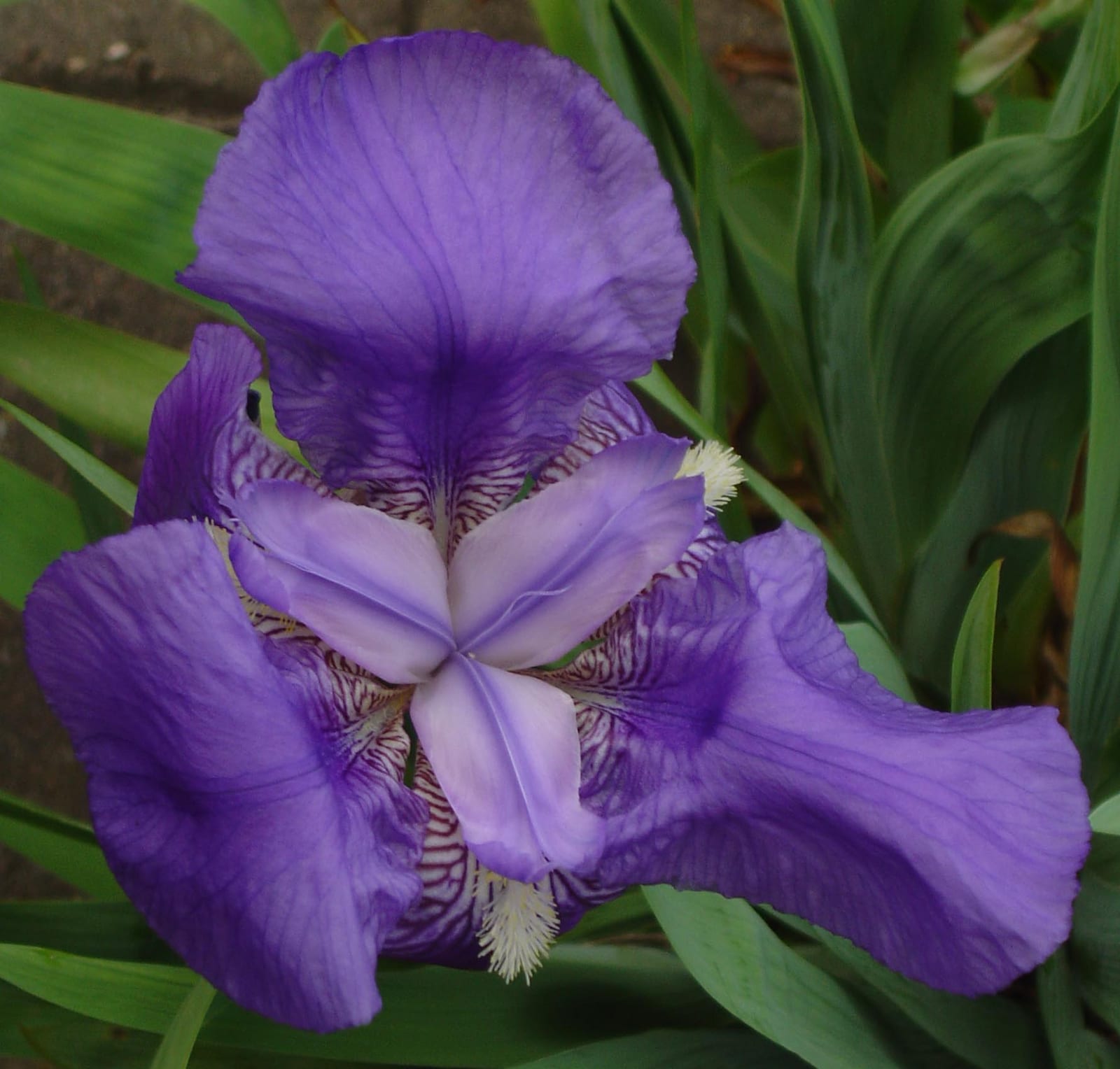 Bearded Iris thumbnail 4
