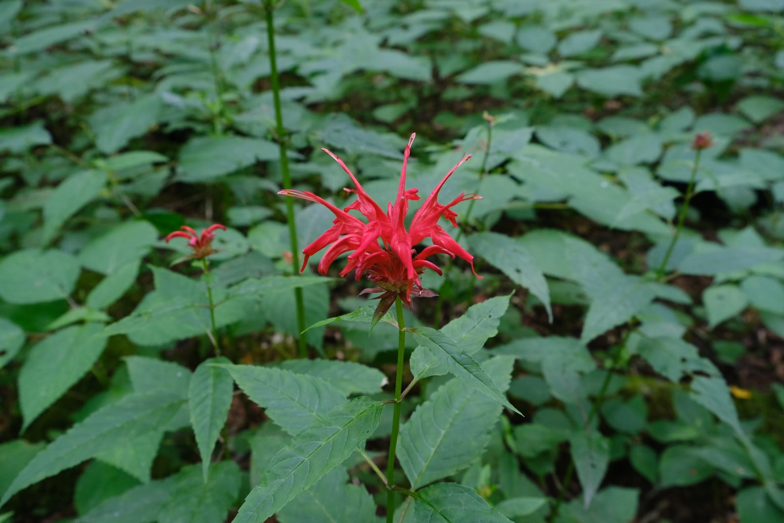 Bee Balm