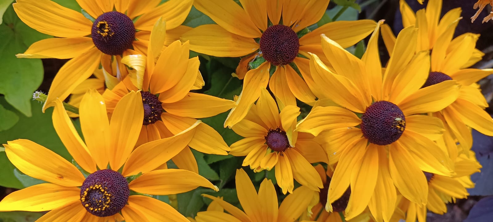 Black-Eyed Susan