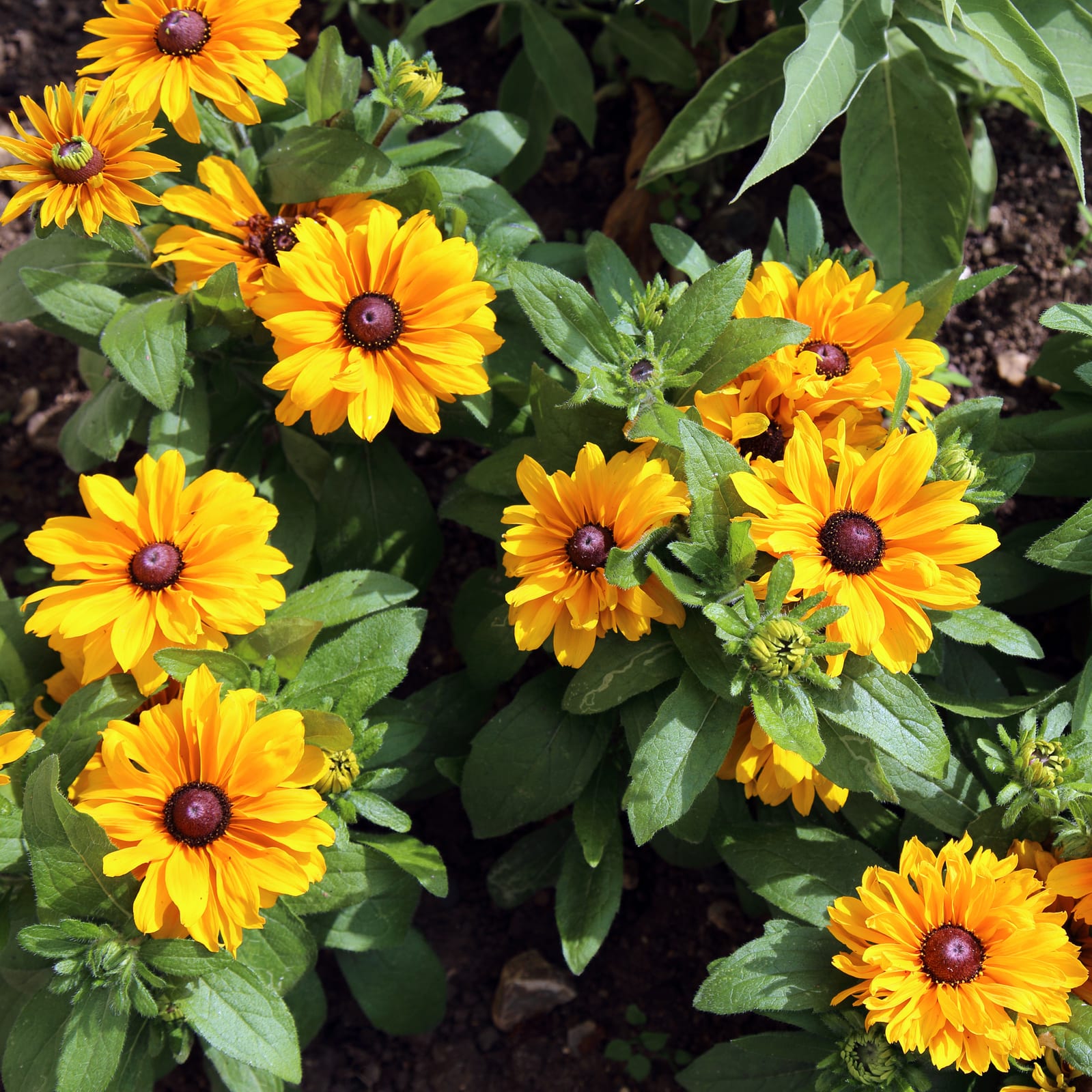 Black-Eyed Susan thumbnail 2