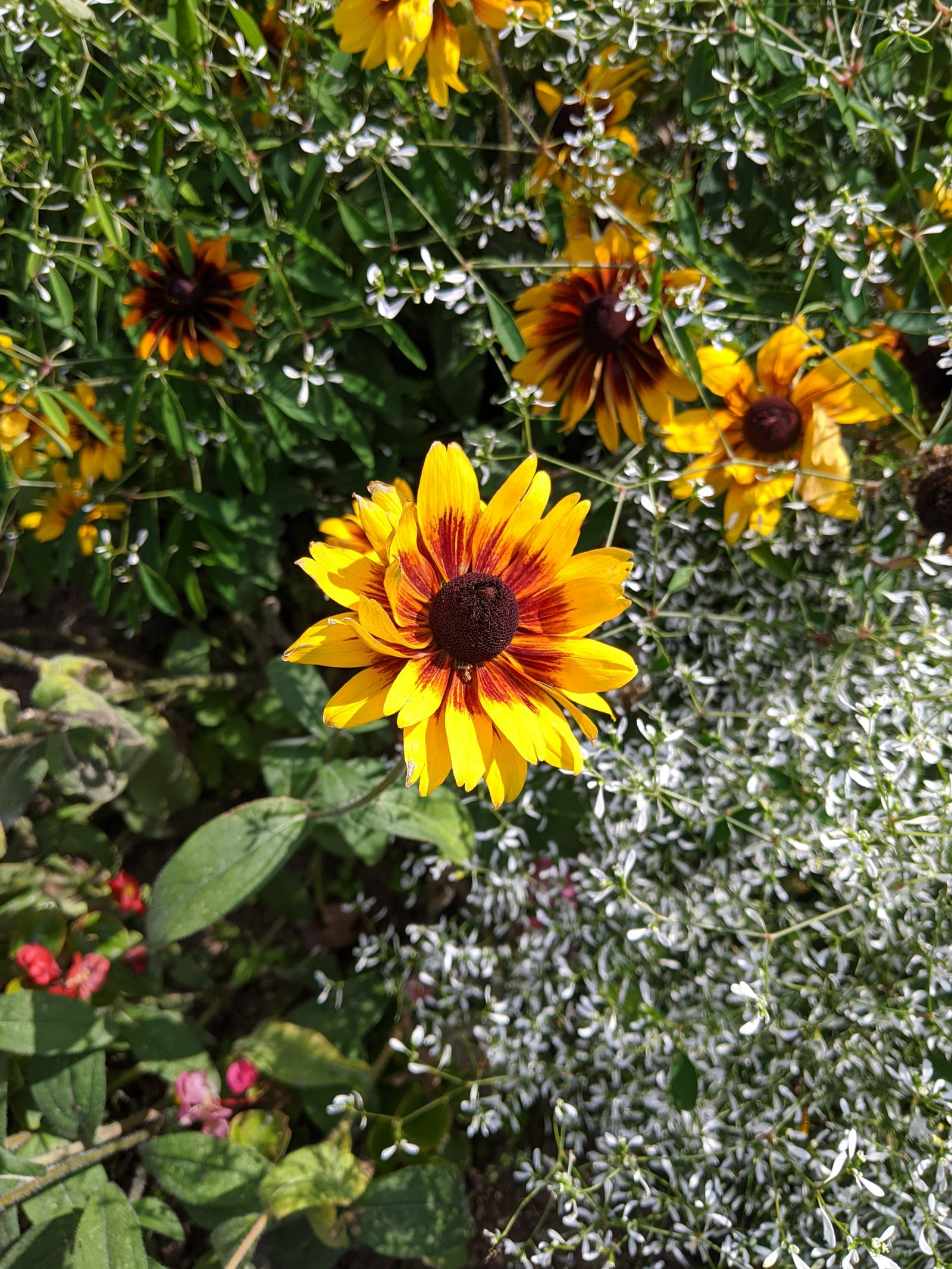 Black-Eyed Susan thumbnail 3