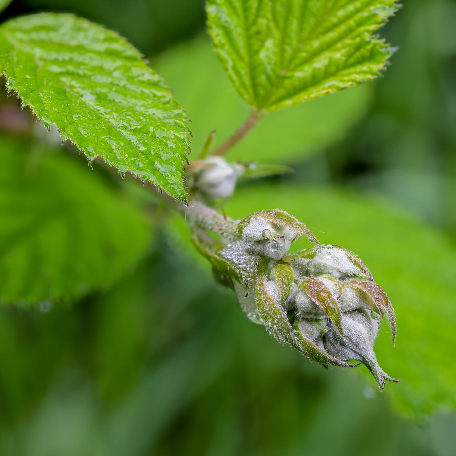 Blackberry thumbnail 2