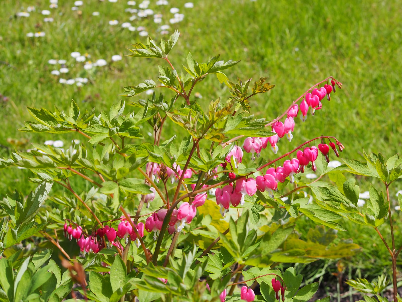Bleeding Heart