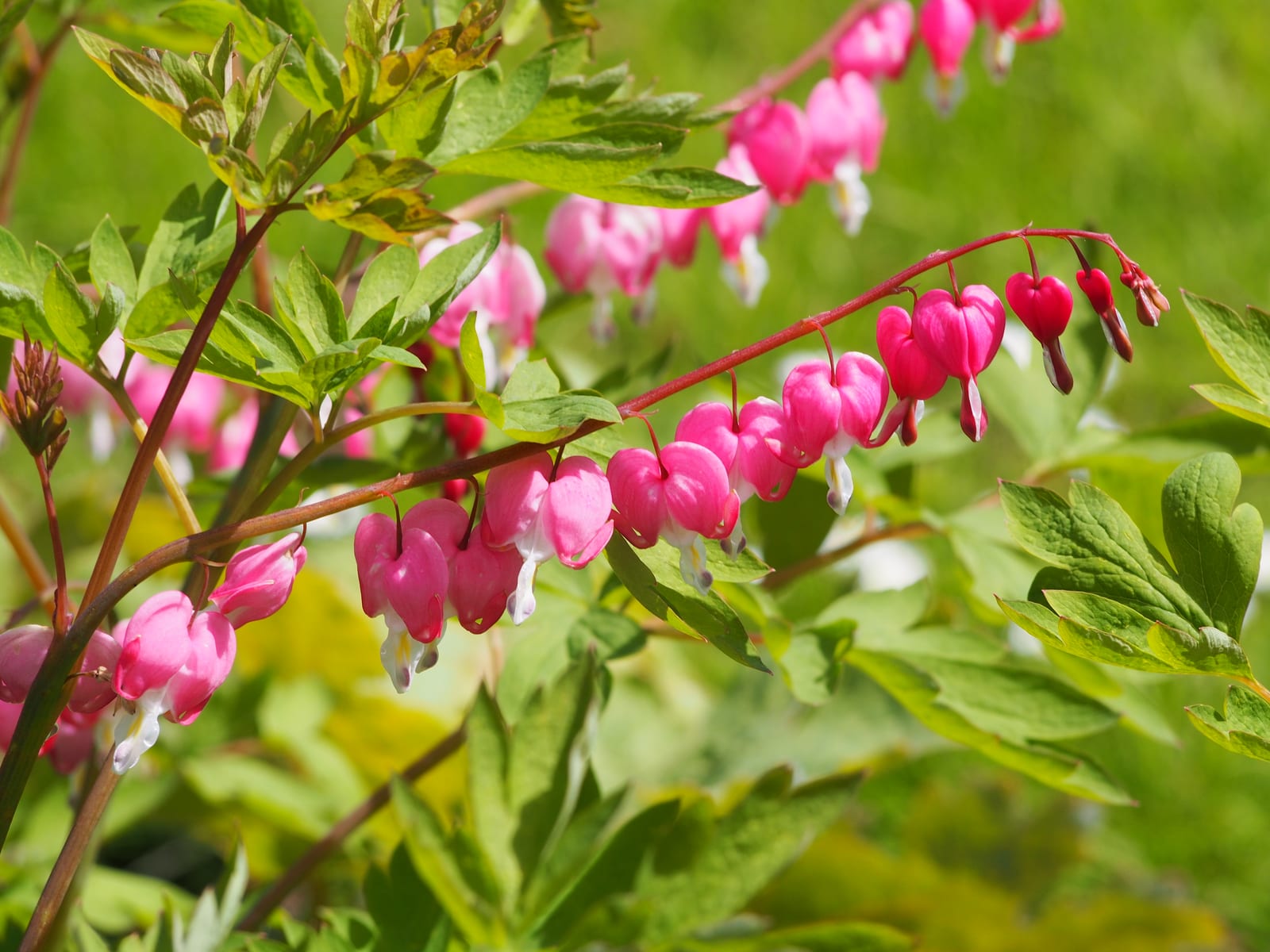 Bleeding Heart thumbnail 2
