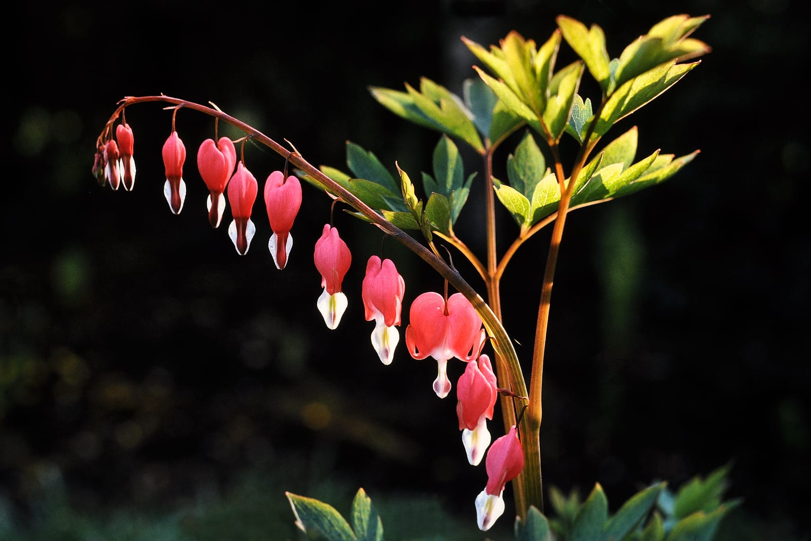 Bleeding Heart thumbnail 4