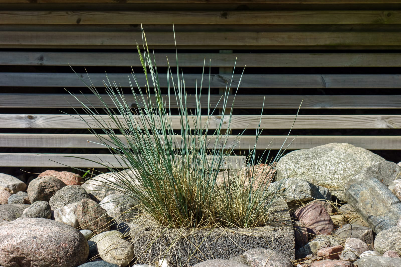 Blue Fescue