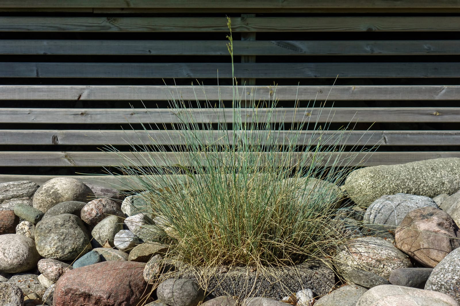 Blue Fescue thumbnail 2