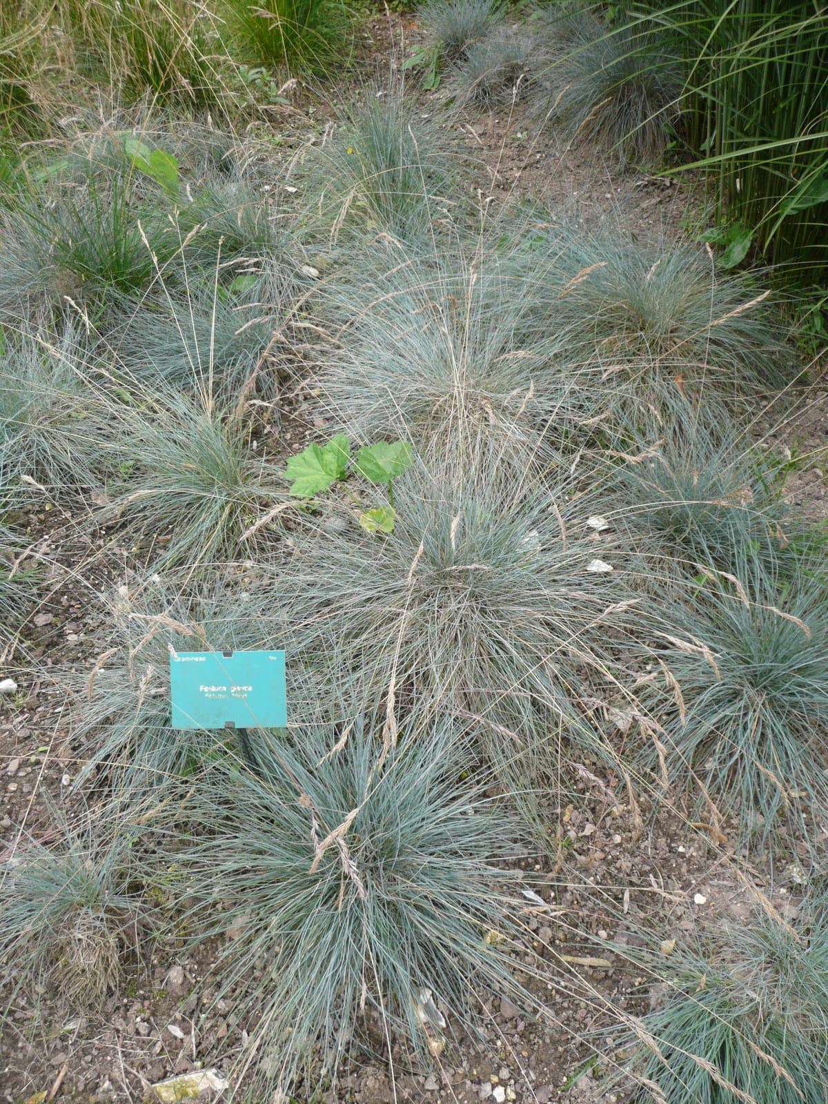 Blue Fescue thumbnail 3
