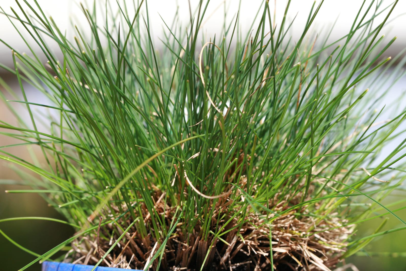 Blue Fescue thumbnail 4