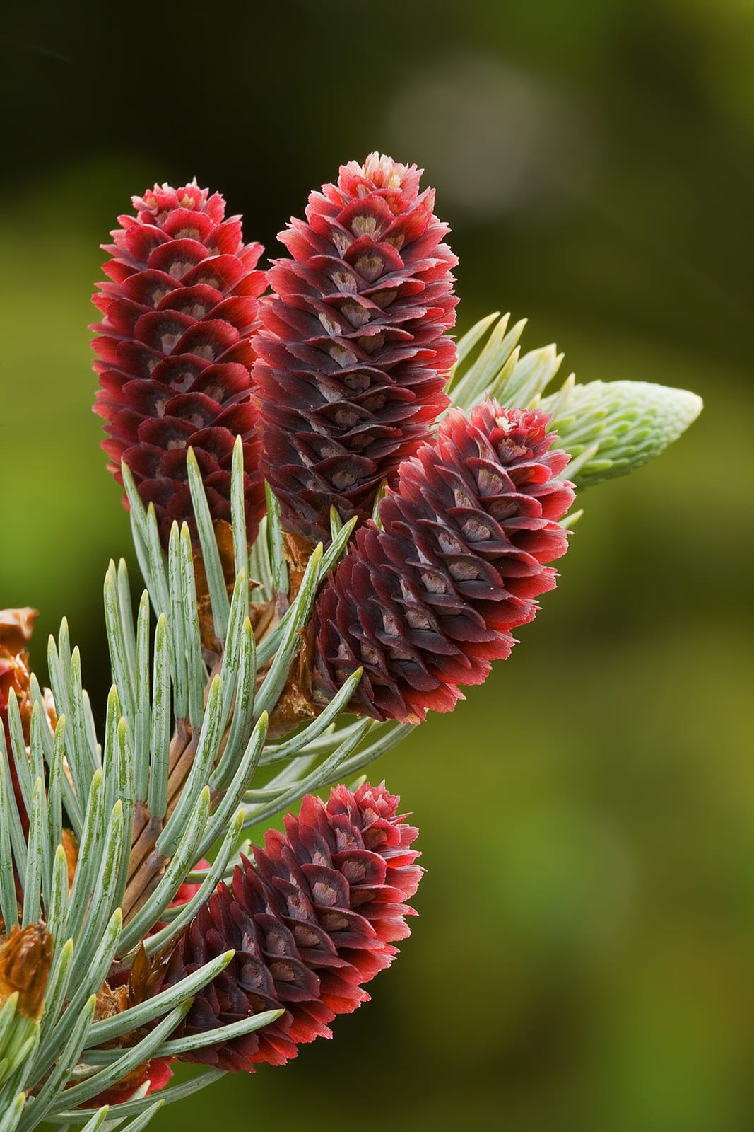 Colorado Blue Spruce