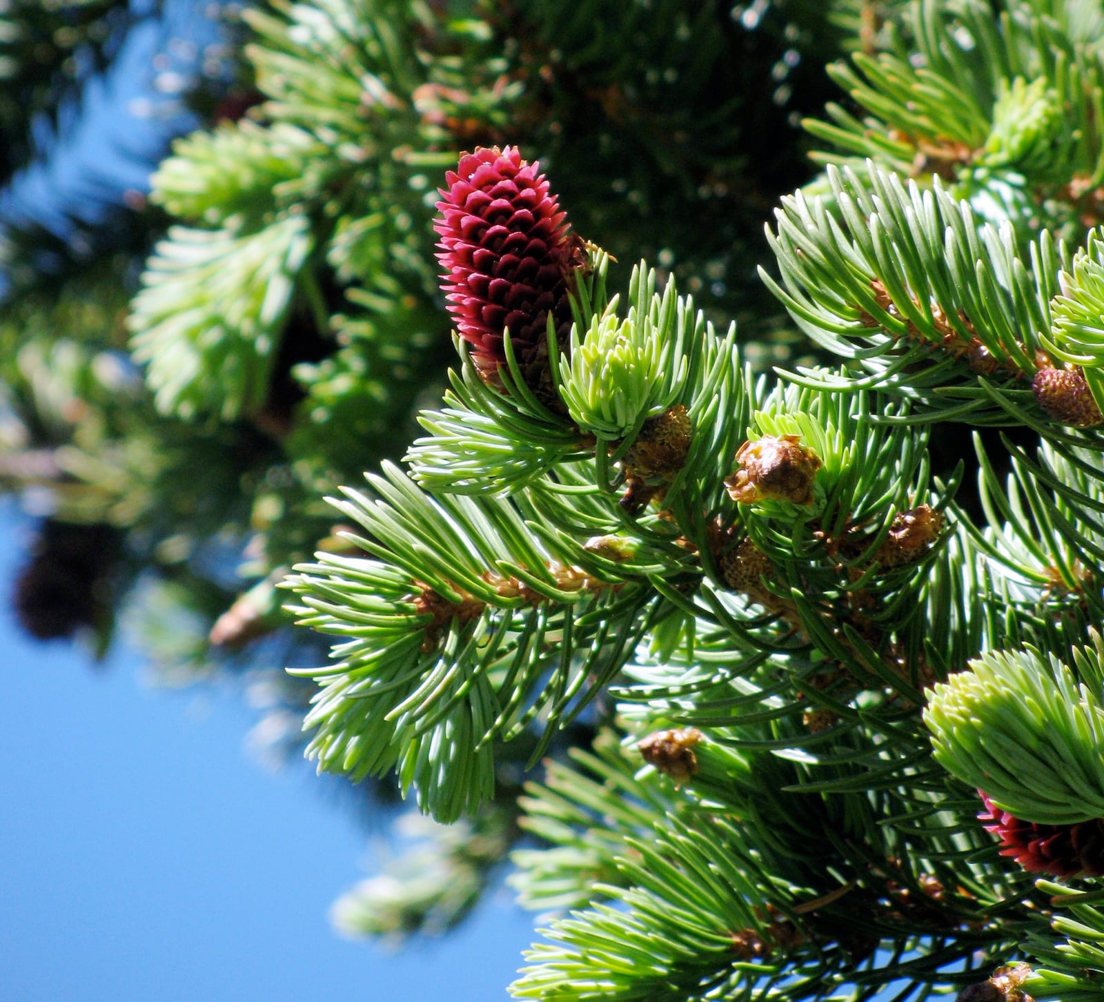 Colorado Blue Spruce thumbnail 2