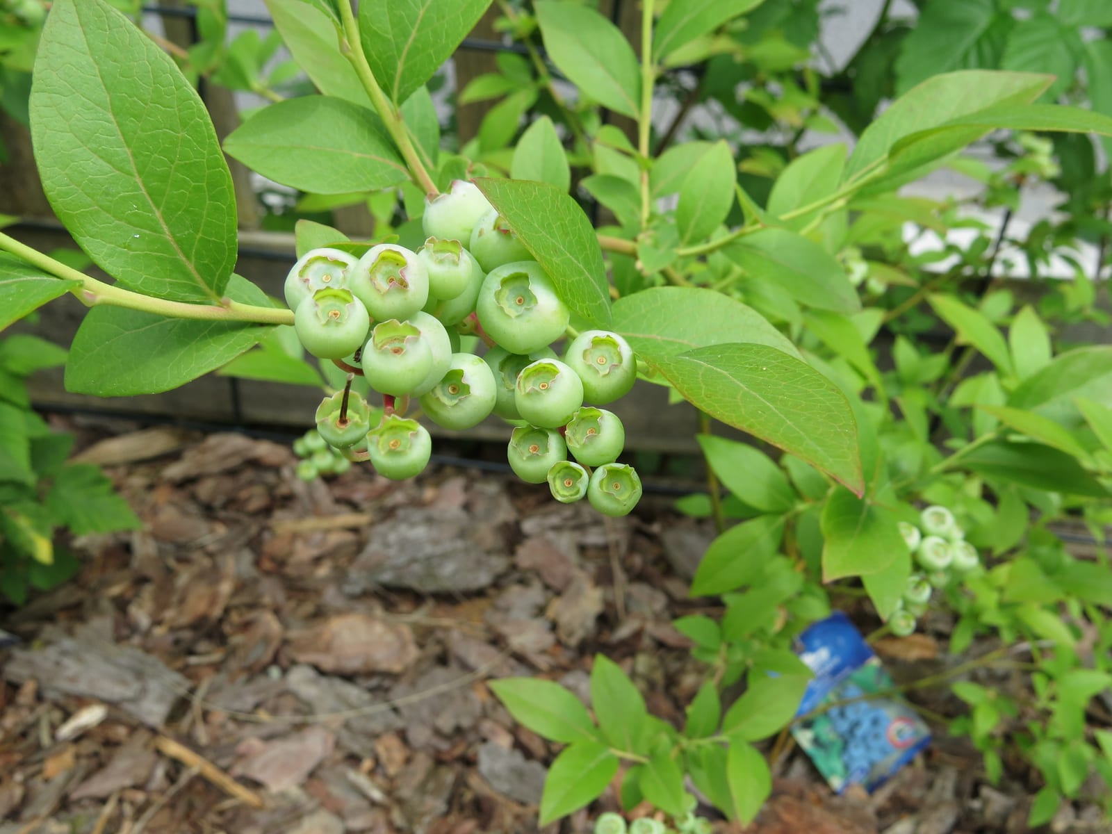 Blueberry thumbnail 4