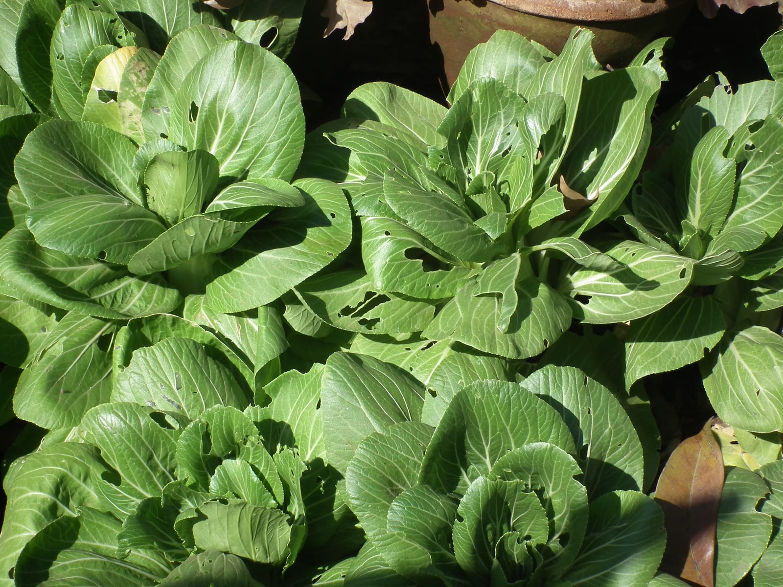 Bok Choy
